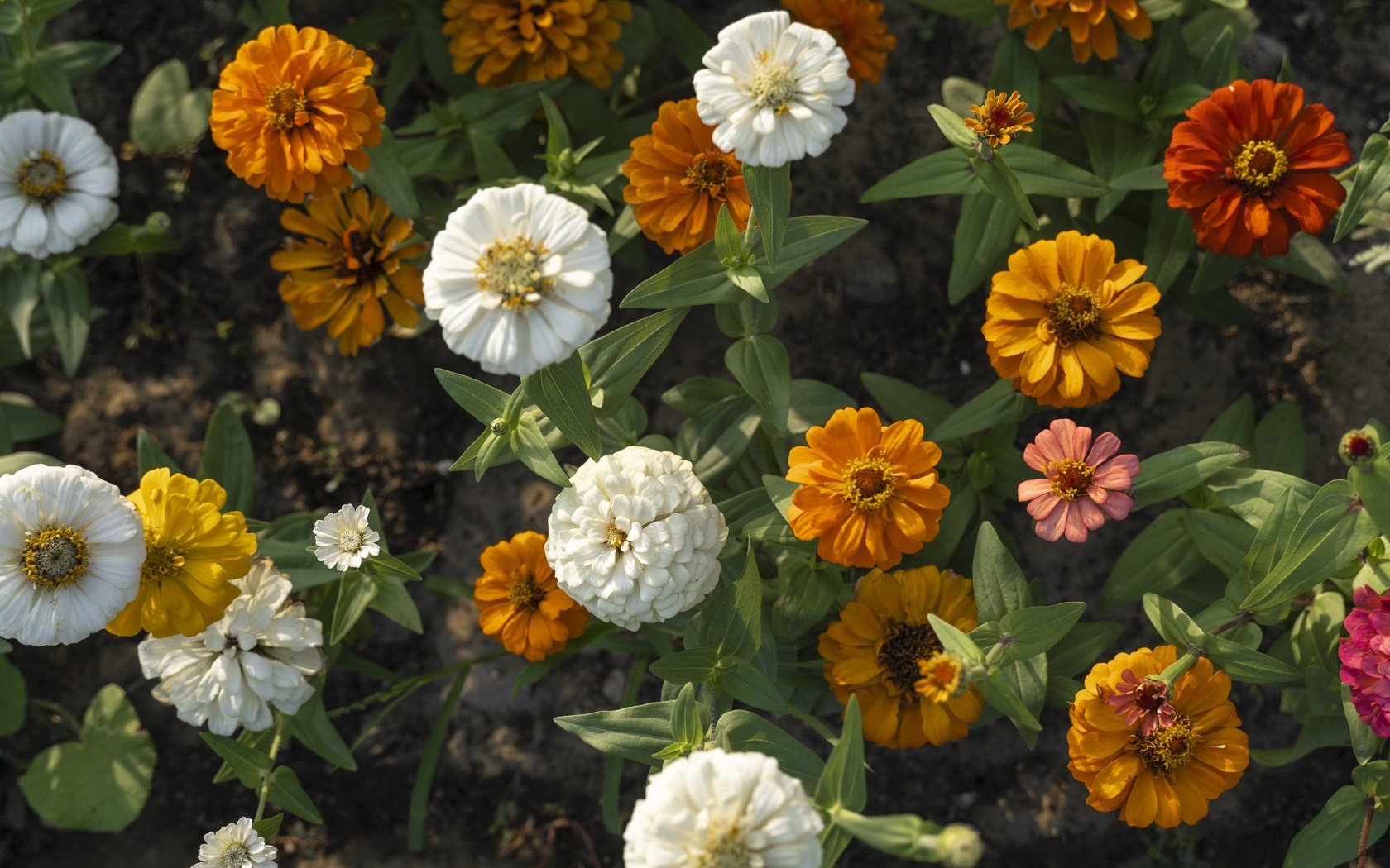 Обои цветы, клумба, циннии, flowers, flowerbed, zinnias разрешение 6000x4000 Загрузить