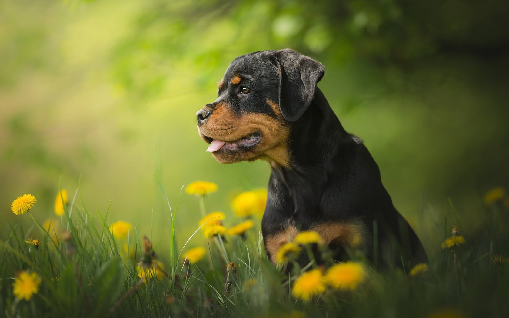 Обои цветы, собака, щенок, одуванчики, боке, ротвейлер, flowers, dog, puppy, dandelions, bokeh, rottweiler разрешение 2048x1365 Загрузить