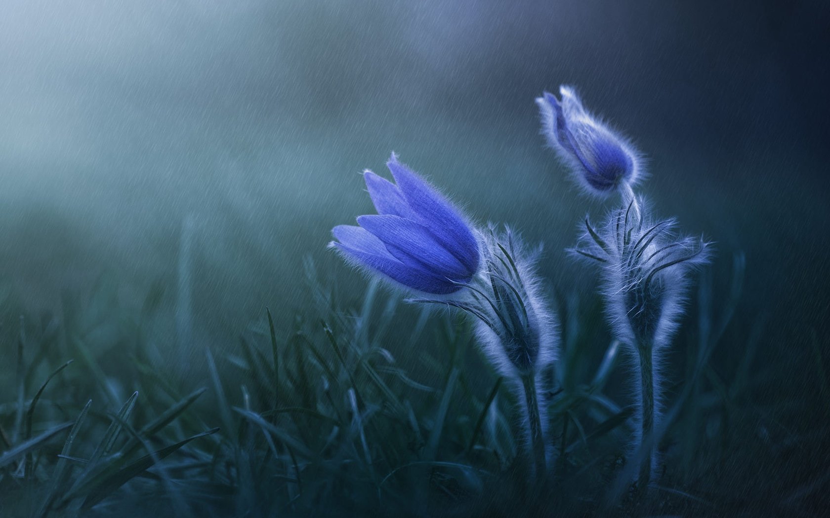Обои цветы, весна, дождь, синие, прострел, flowers, spring, rain, blue, cross разрешение 2000x1334 Загрузить