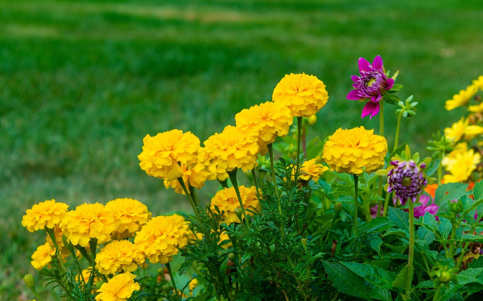 Обои цветы, желтые, бархатцы, flowers, yellow, marigolds разрешение 7360x4912 Загрузить