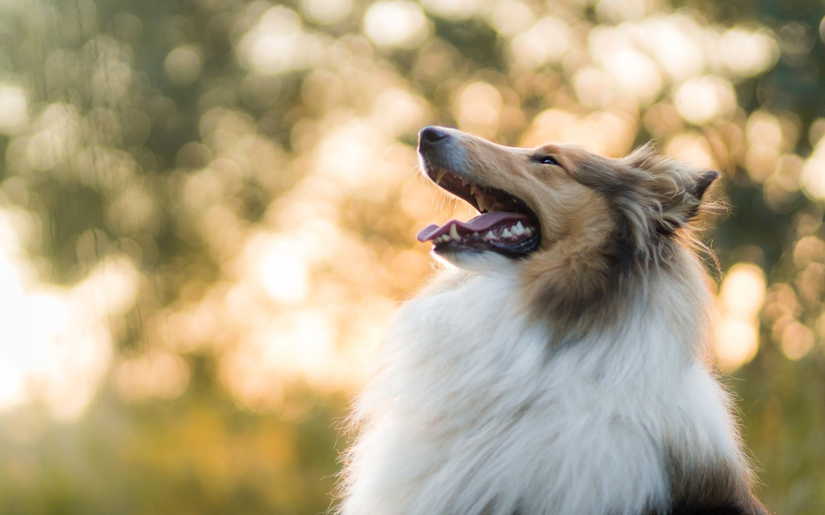 Обои собака, боке, колли, шелти, dog, bokeh, collie, sheltie разрешение 2880x1920 Загрузить