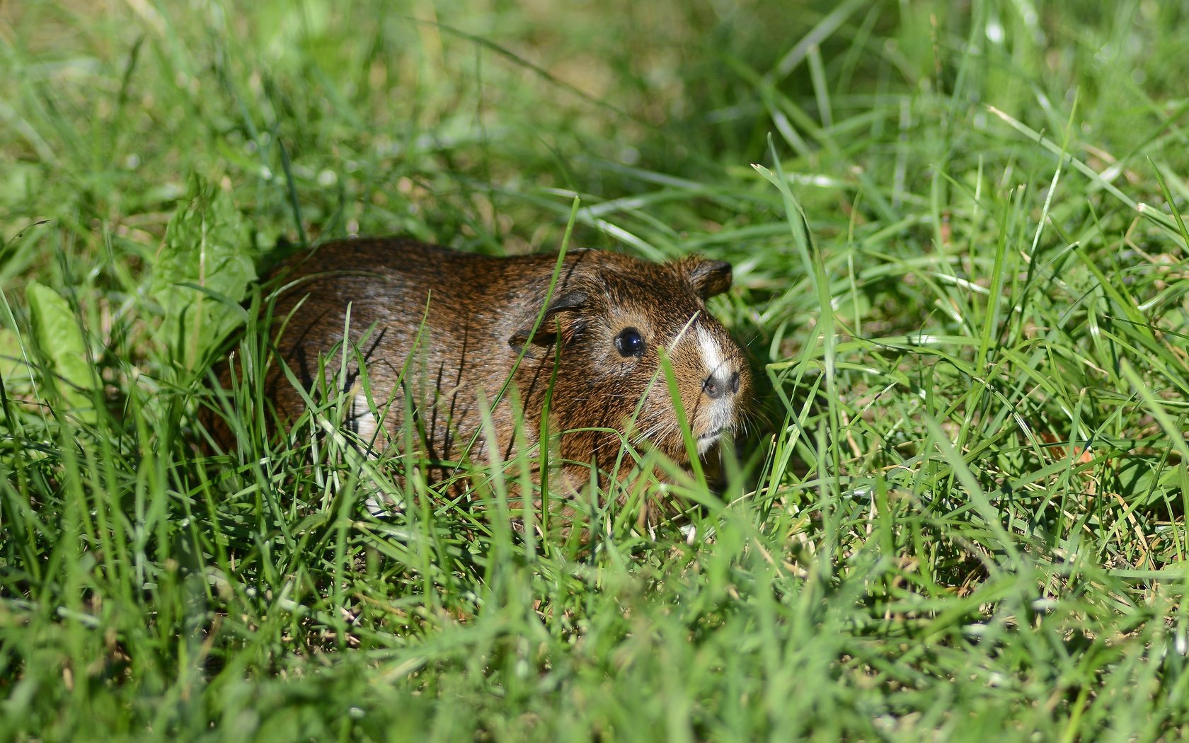 Обои трава, лето, грызун, морская свинка, grass, summer, rodent, guinea pig разрешение 4776x3184 Загрузить