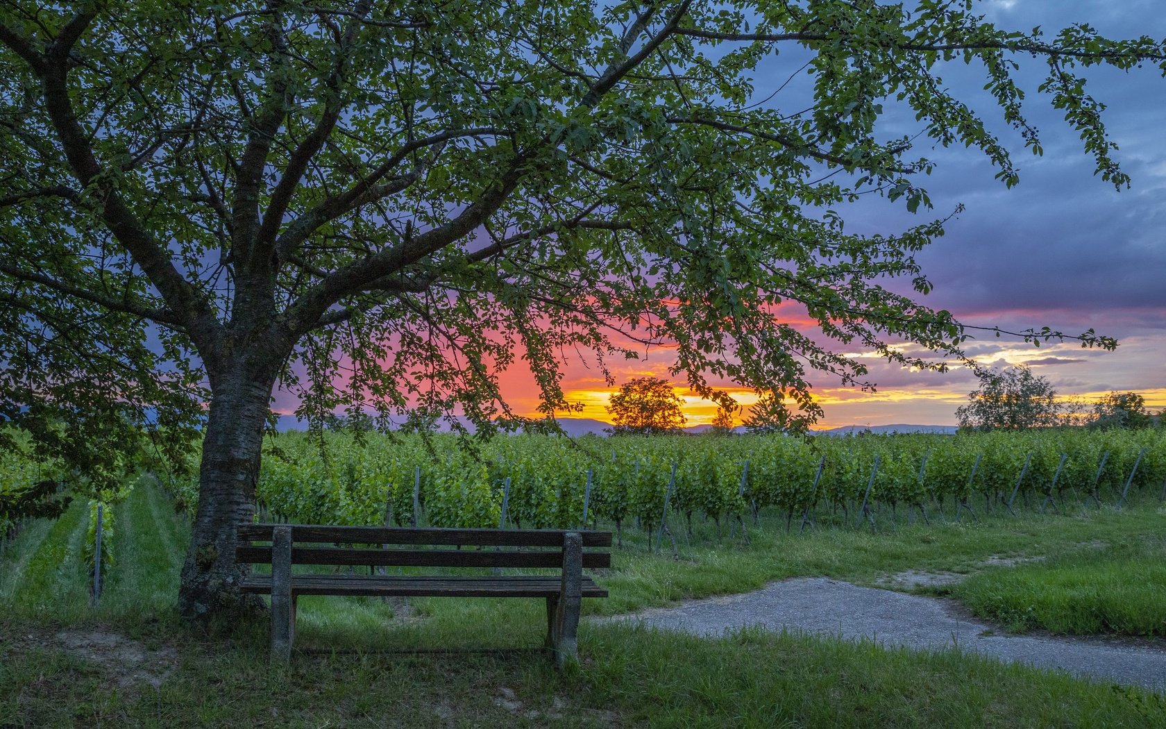 Обои закат, скамья, виноградник, sunset, bench, vineyard разрешение 3840x2160 Загрузить