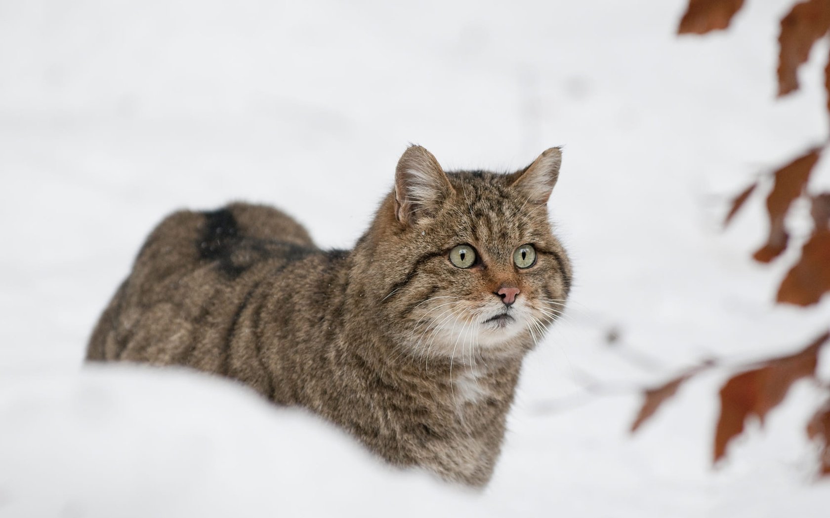 Обои морда, снег, листья, зима, кот, кошка, боке, дикий кот, лесной кот, wildcat, face, snow, leaves, winter, cat, bokeh, wild cat разрешение 2000x1329 Загрузить