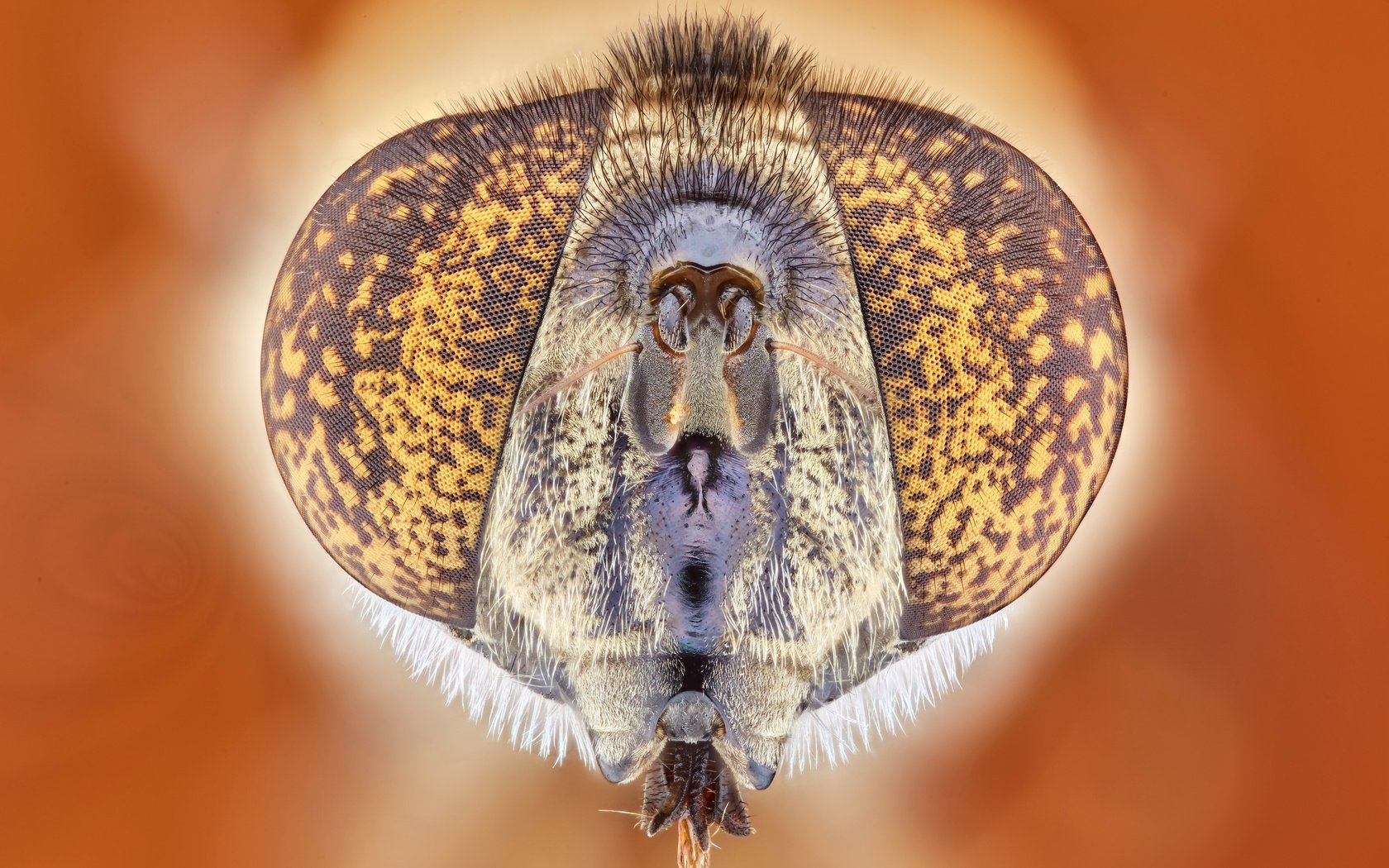 Обои глаза, природа, насекомое, муха, крупным планом, eyes, nature, insect, fly, closeup разрешение 3298x2198 Загрузить