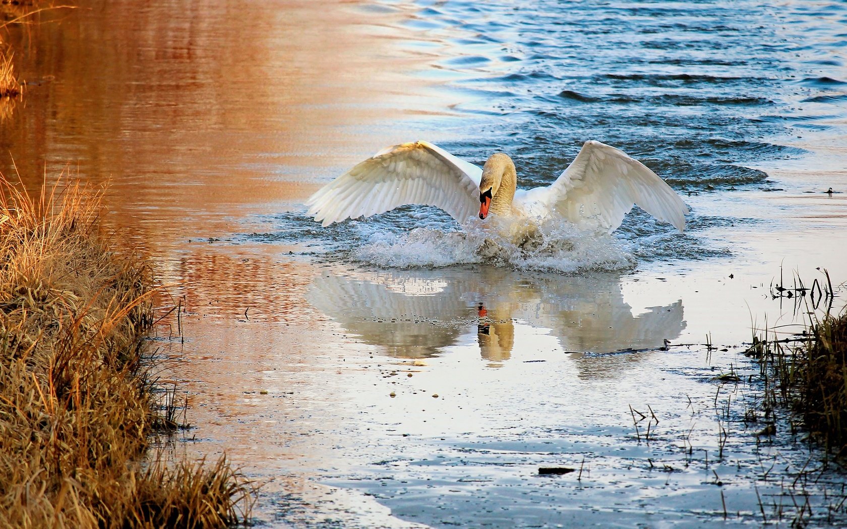 Обои вода, плавание, природа, лебедь, берег, взмах крыльев, отражение, белый, водоем, брызги, птица, water, swimming, nature, swan, shore, flap, reflection, white, pond, squirt, bird разрешение 2880x1620 Загрузить