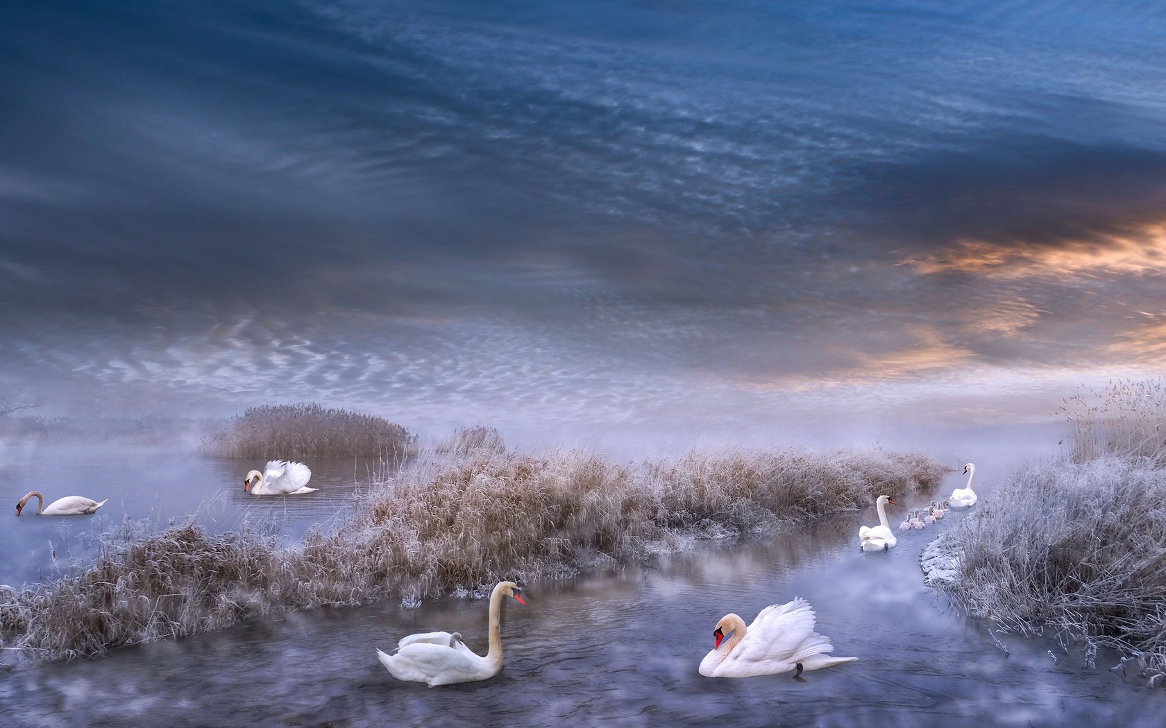 Обои зима, иней, водоем, рендеринг, лебеди, winter, frost, pond, rendering, swans разрешение 3840x2160 Загрузить