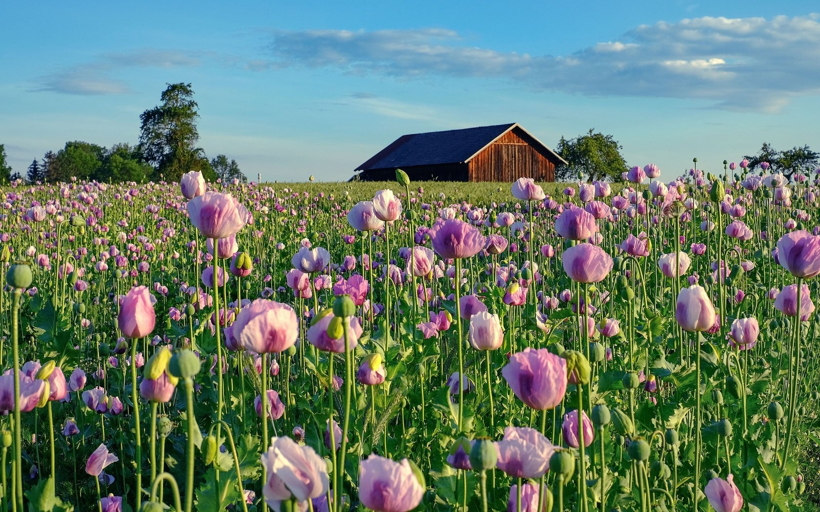 Обои небо, цветы, маки, дом, домик, плантация, маковое поле, the sky, flowers, maki, house, plantation, poppy field разрешение 3840x2160 Загрузить