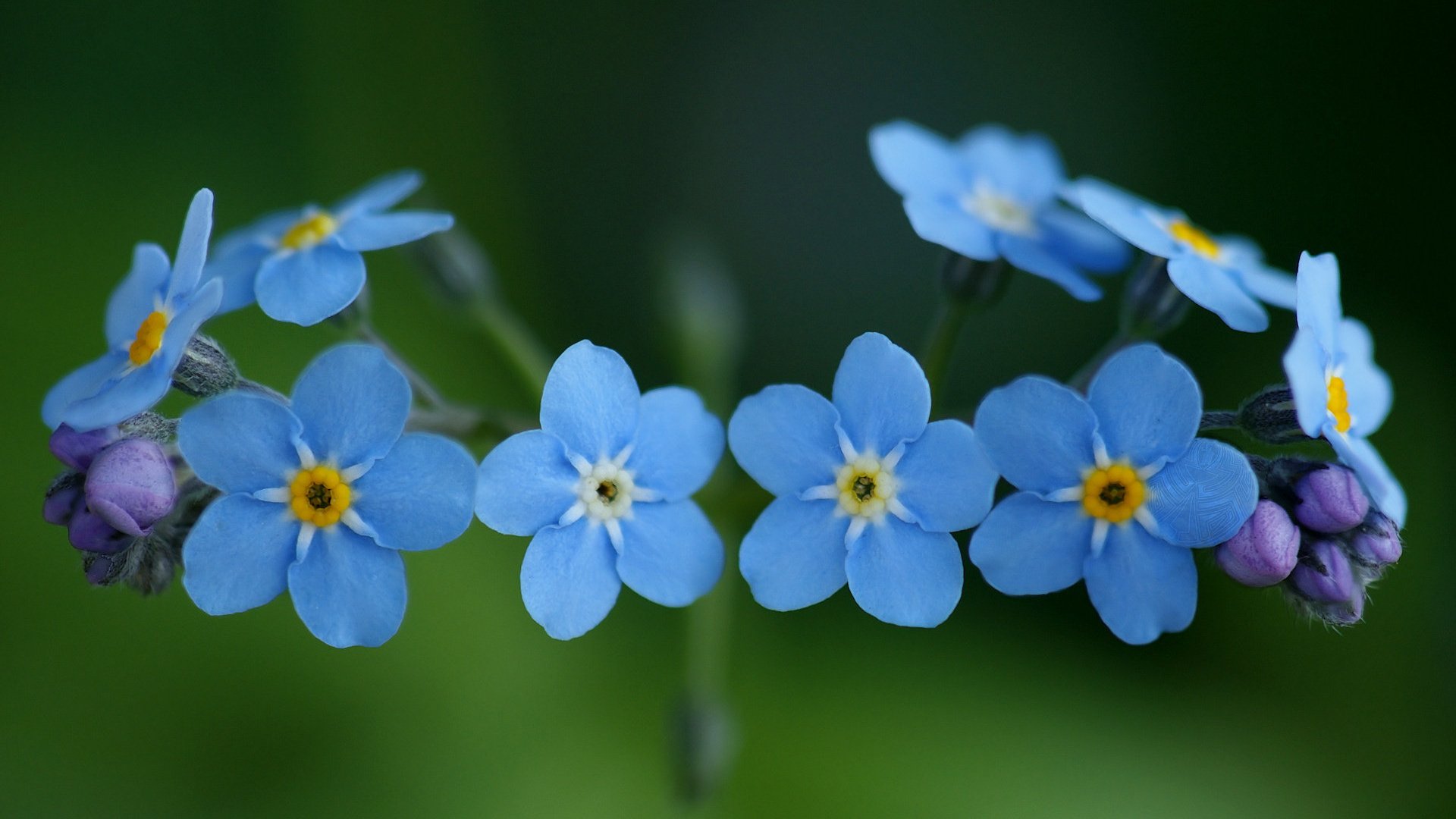 Обои цветы, природа, растения, макро, незабудки, голубые, синие, flowers, nature, plants, macro, forget-me-nots, blue разрешение 1920x1200 Загрузить