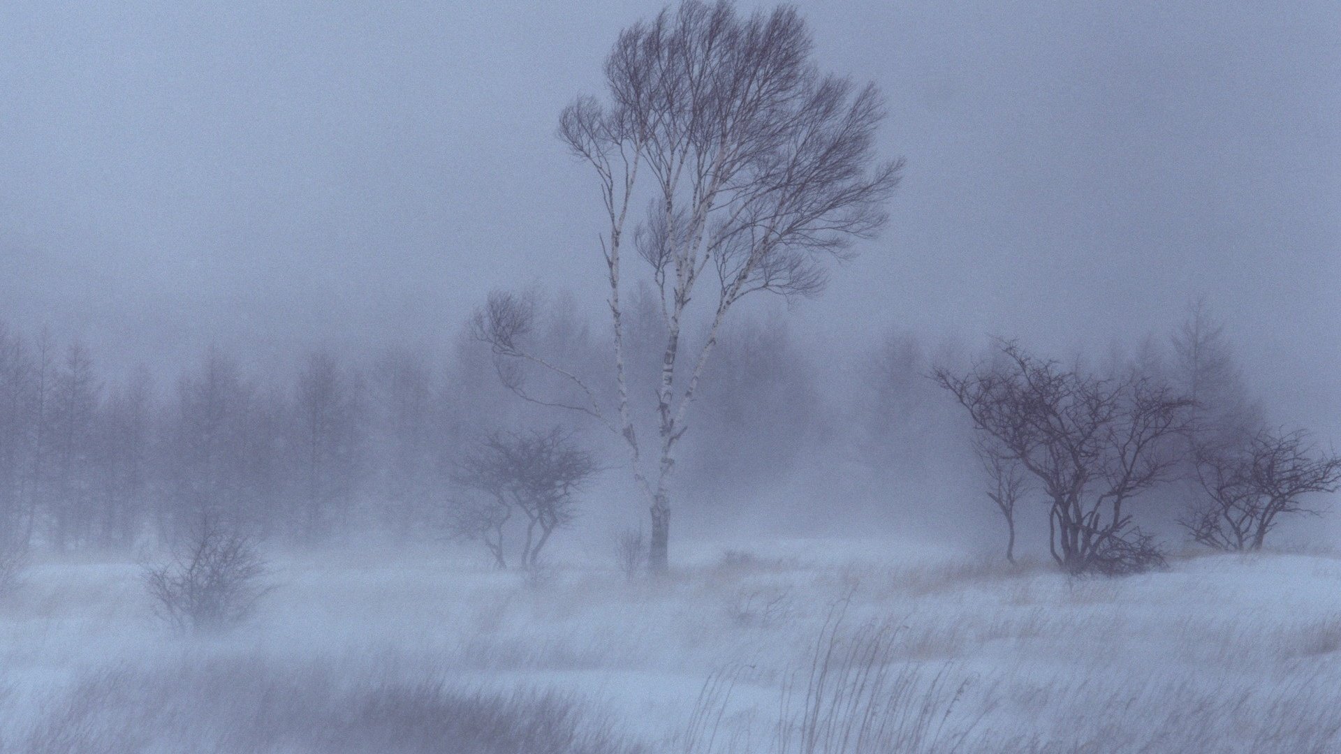 Обои деревья, снег, зима, береза, trees, snow, winter, birch разрешение 1920x1440 Загрузить