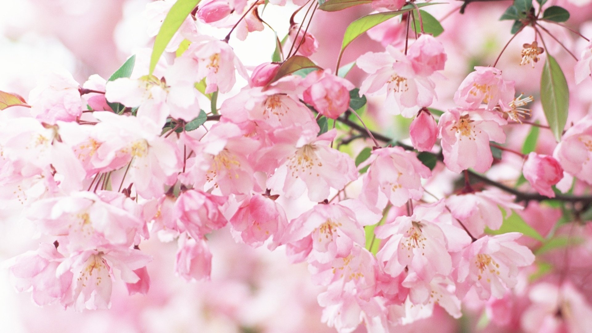 Обои цветение, ветви, лепестки, весна, розовые, сакура, flowering, branch, petals, spring, pink, sakura разрешение 1920x1200 Загрузить
