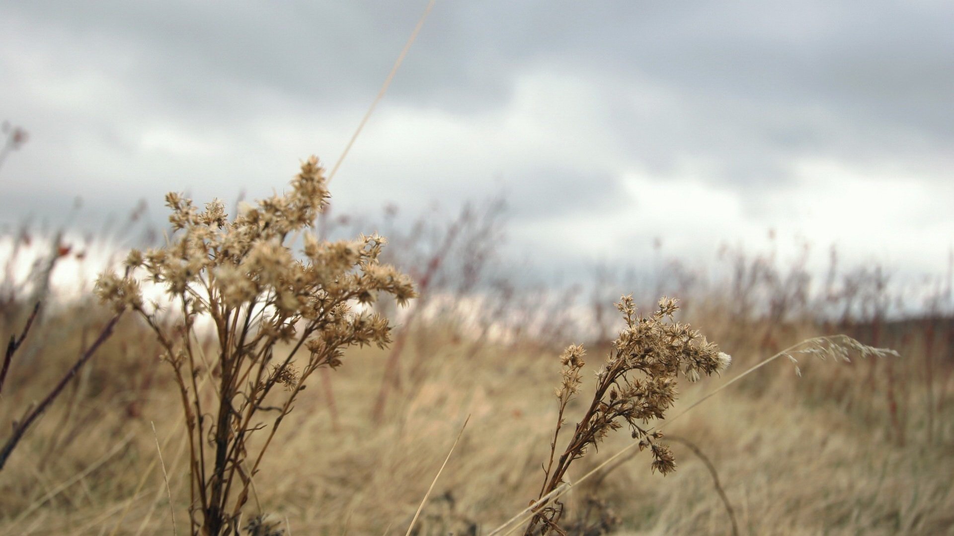 Обои трава, осень, растение, grass, autumn, plant разрешение 1920x1440 Загрузить