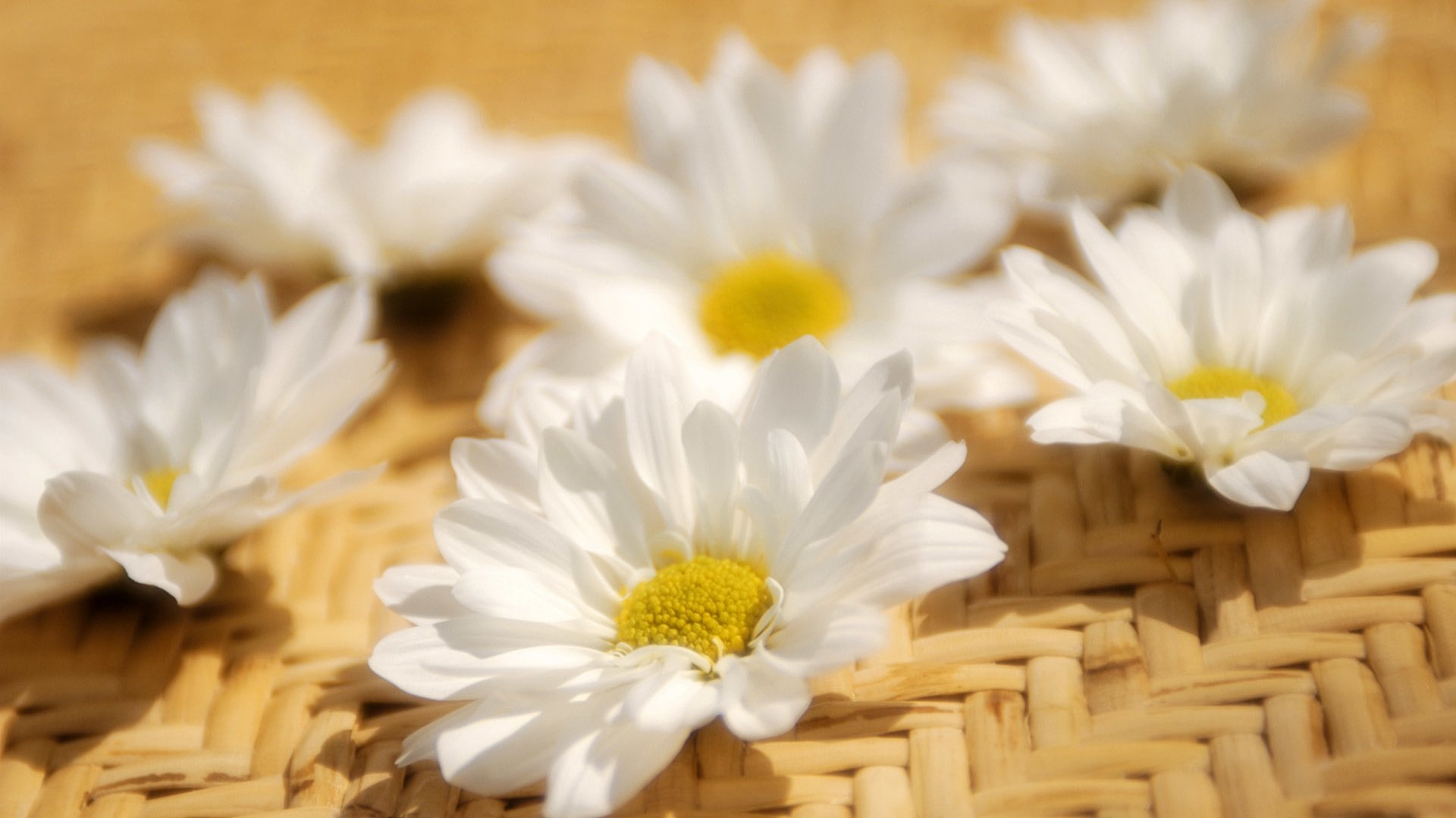 Обои цветы, лепестки, ромашка, белые, flowers, petals, daisy, white разрешение 1920x1200 Загрузить