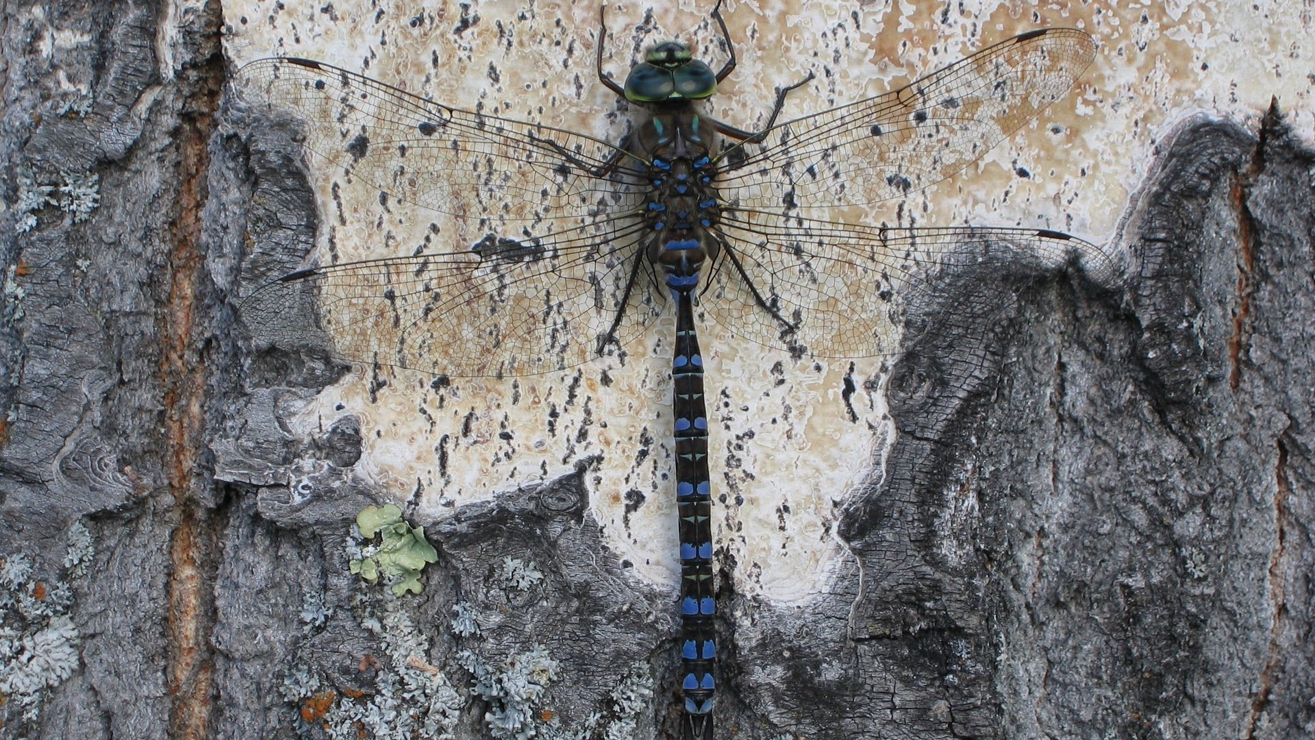 Обои дерево, насекомое, крылья, стрекоза, кора, tree, insect, wings, dragonfly, bark разрешение 2560x1600 Загрузить