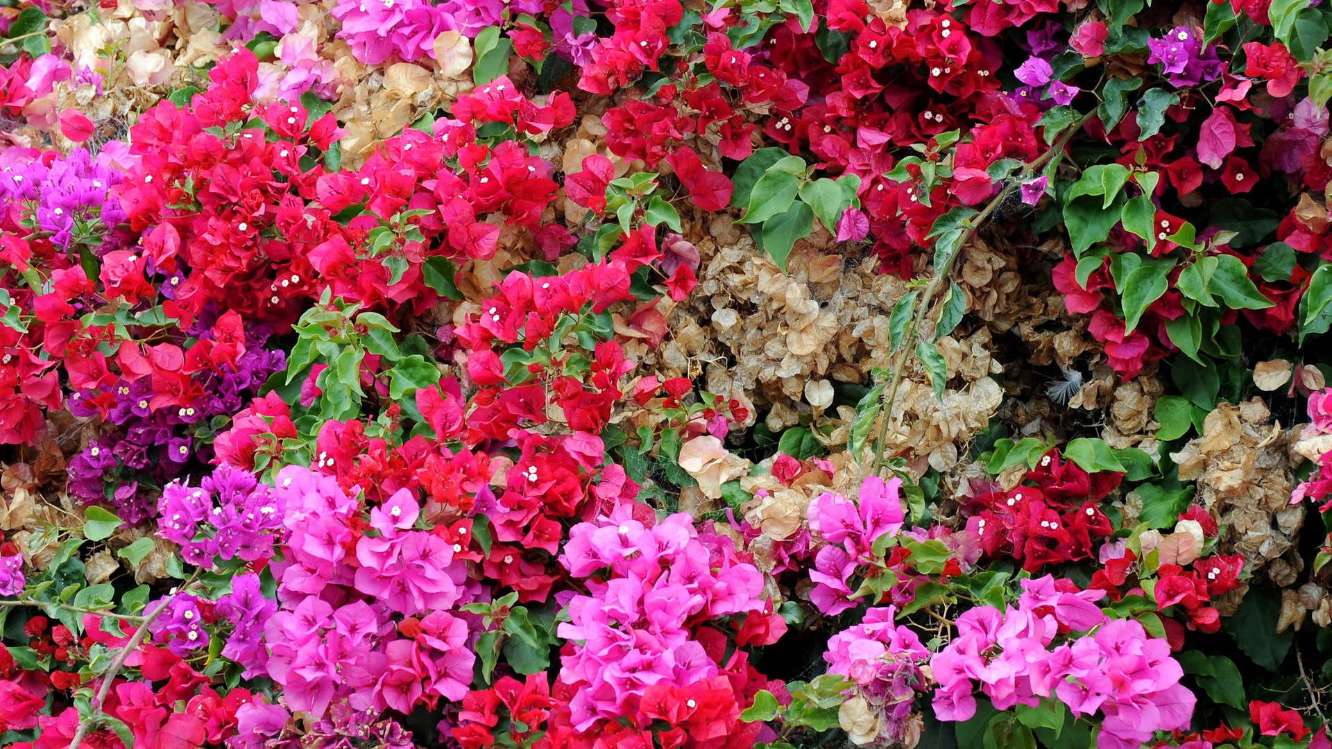 Обои цветы, лепестки, бугенвиллия, flowers, petals, bougainvillea разрешение 2560x1600 Загрузить