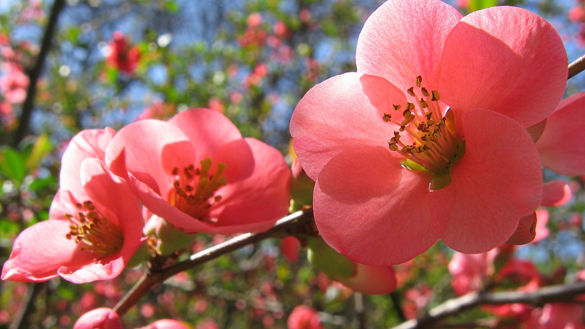 Обои цветение, весна, розовые цветы, flowering, spring, pink flowers разрешение 1920x1200 Загрузить