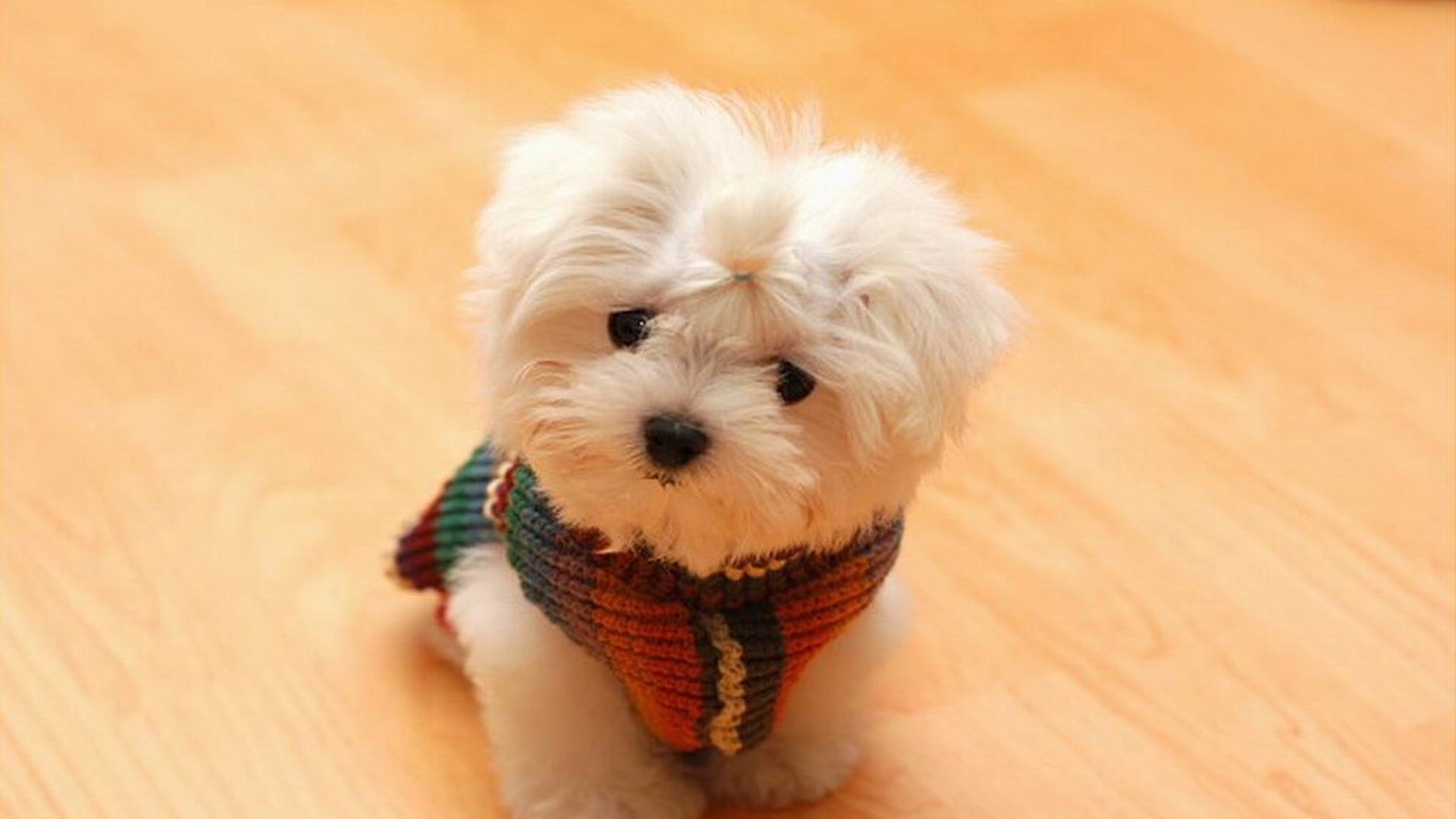 Обои белый, щенок, шарф, болонка, мальтийская болонка, мальтезе, white, puppy, scarf, lapdog, maltese разрешение 1920x1200 Загрузить