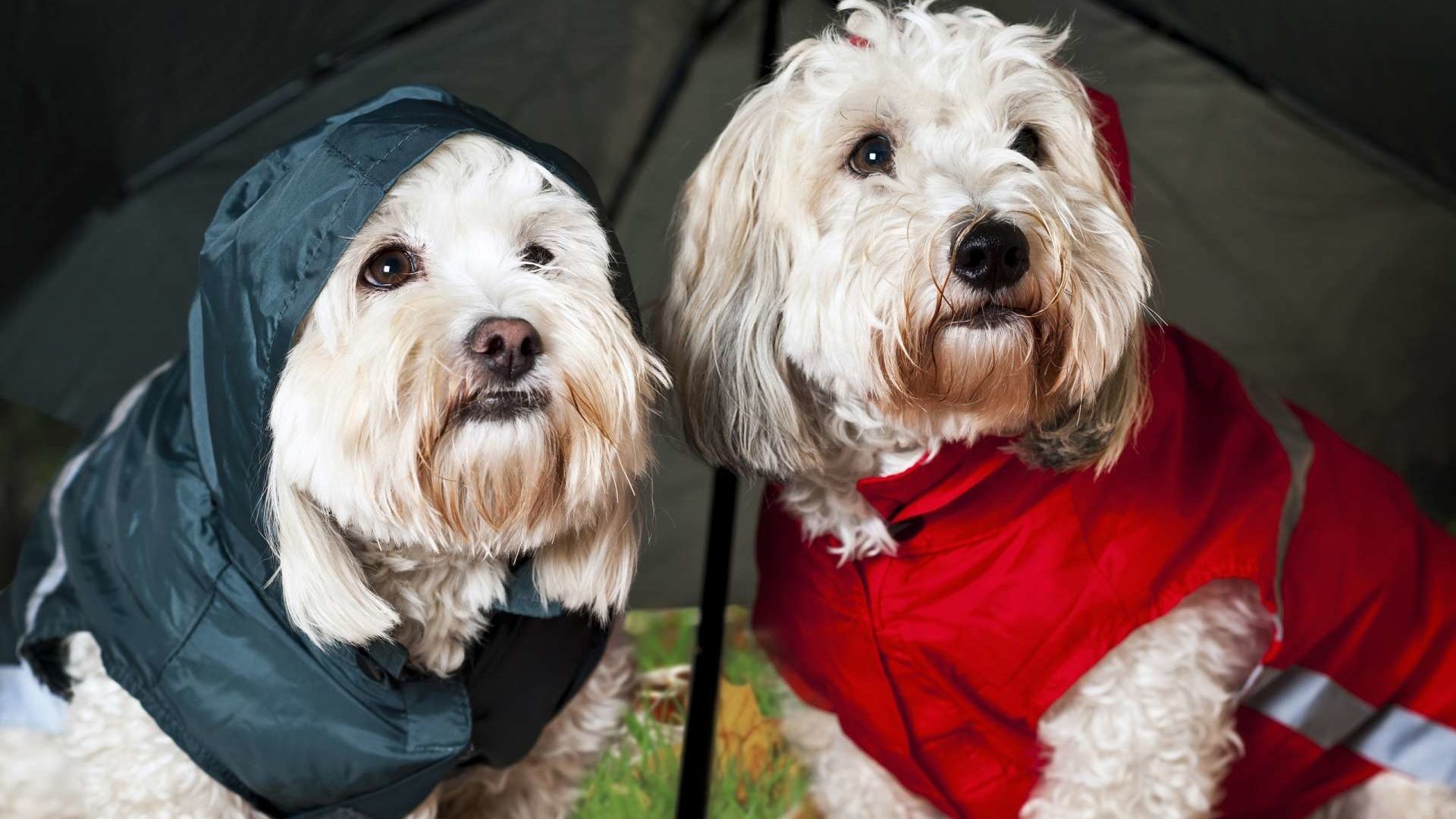 Обои зонт, дождик, болонки, umbrella, the rain, lapdogs разрешение 1920x1200 Загрузить