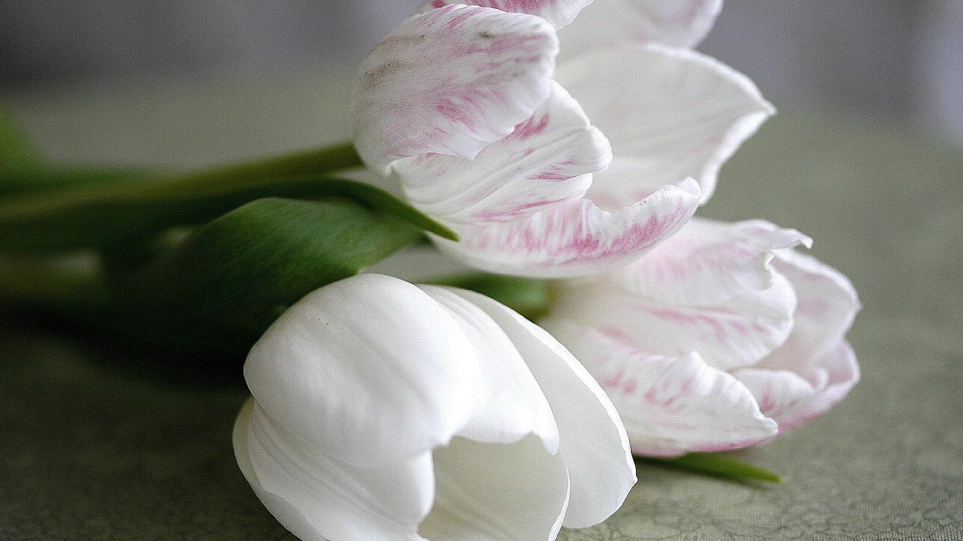 Обои цветы, букет, тюльпаны, белые, flowers, bouquet, tulips, white разрешение 1920x1280 Загрузить