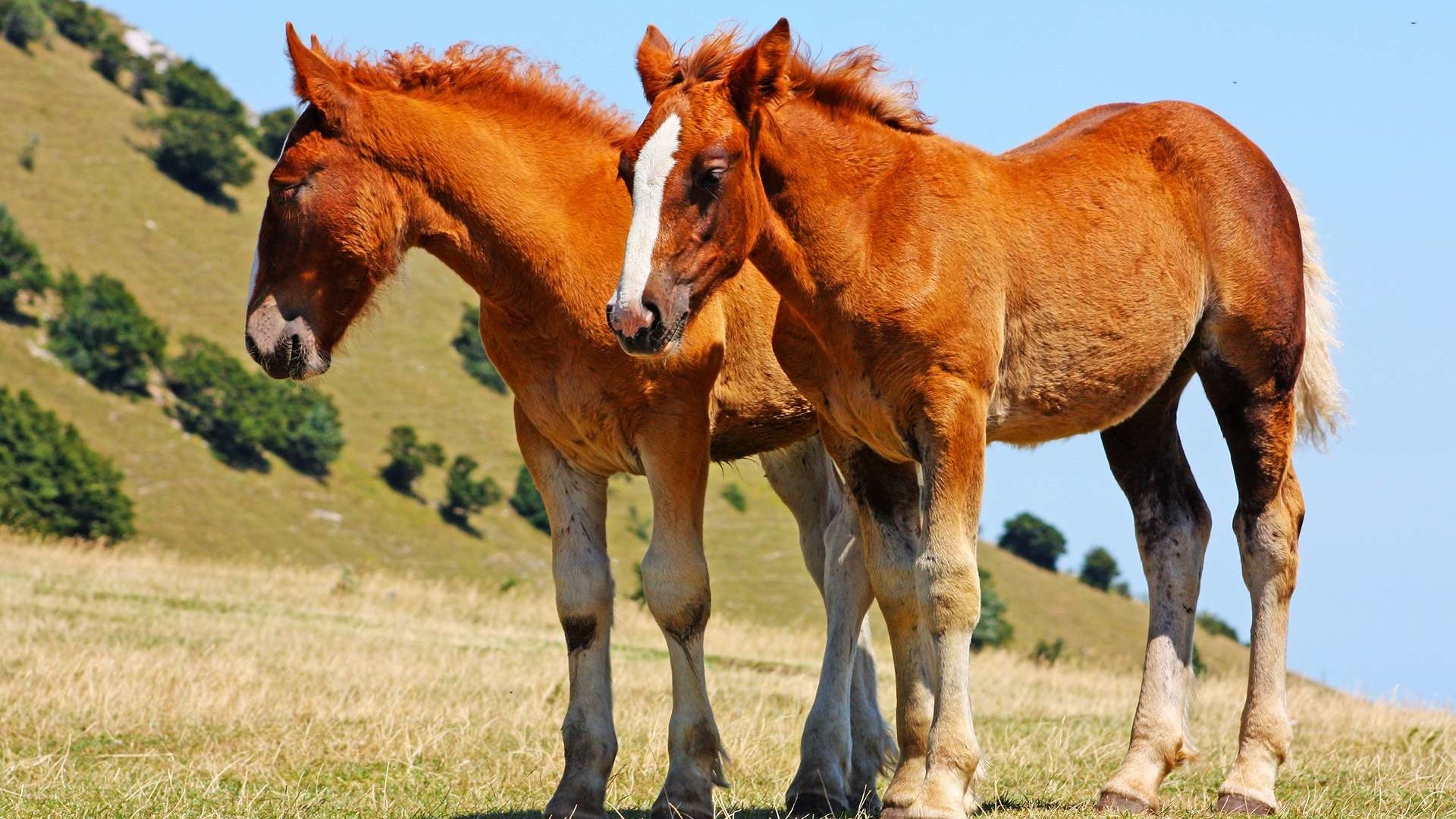 Обои небо, трава, природа, лошади, кони, лошадки, the sky, grass, nature, horse, horses разрешение 1920x1200 Загрузить