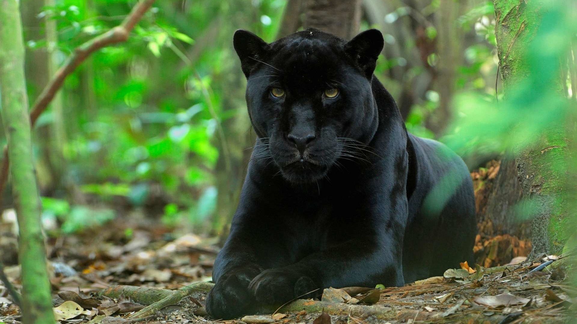 Обои природа, хищник, большая кошка, пантера, черный ягуар, nature, predator, big cat, panther, black jaguar разрешение 1920x1200 Загрузить