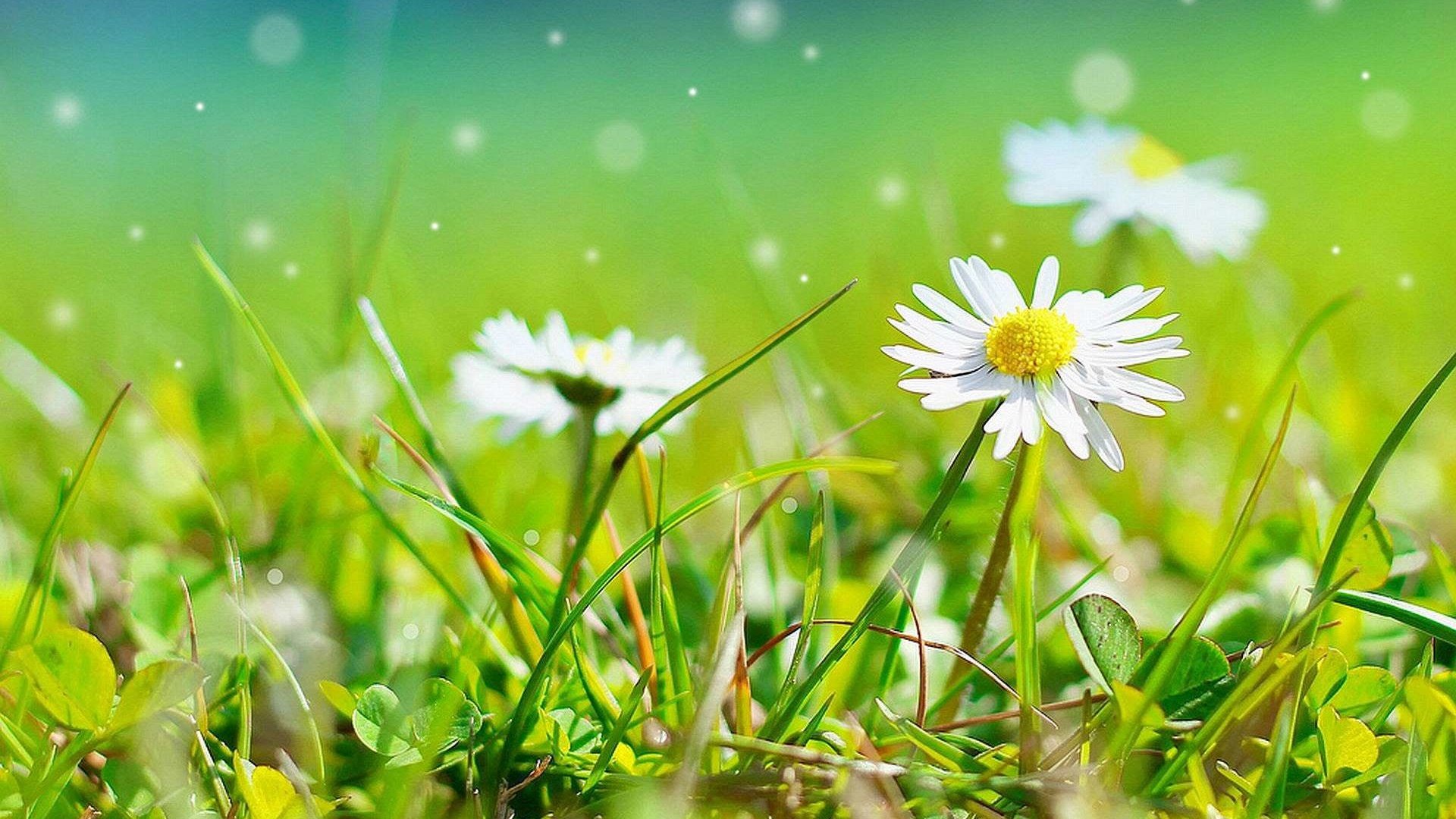 Обои цветы, трава, природа, ромашки, белые, боке, flowers, grass, nature, chamomile, white, bokeh разрешение 1920x1200 Загрузить