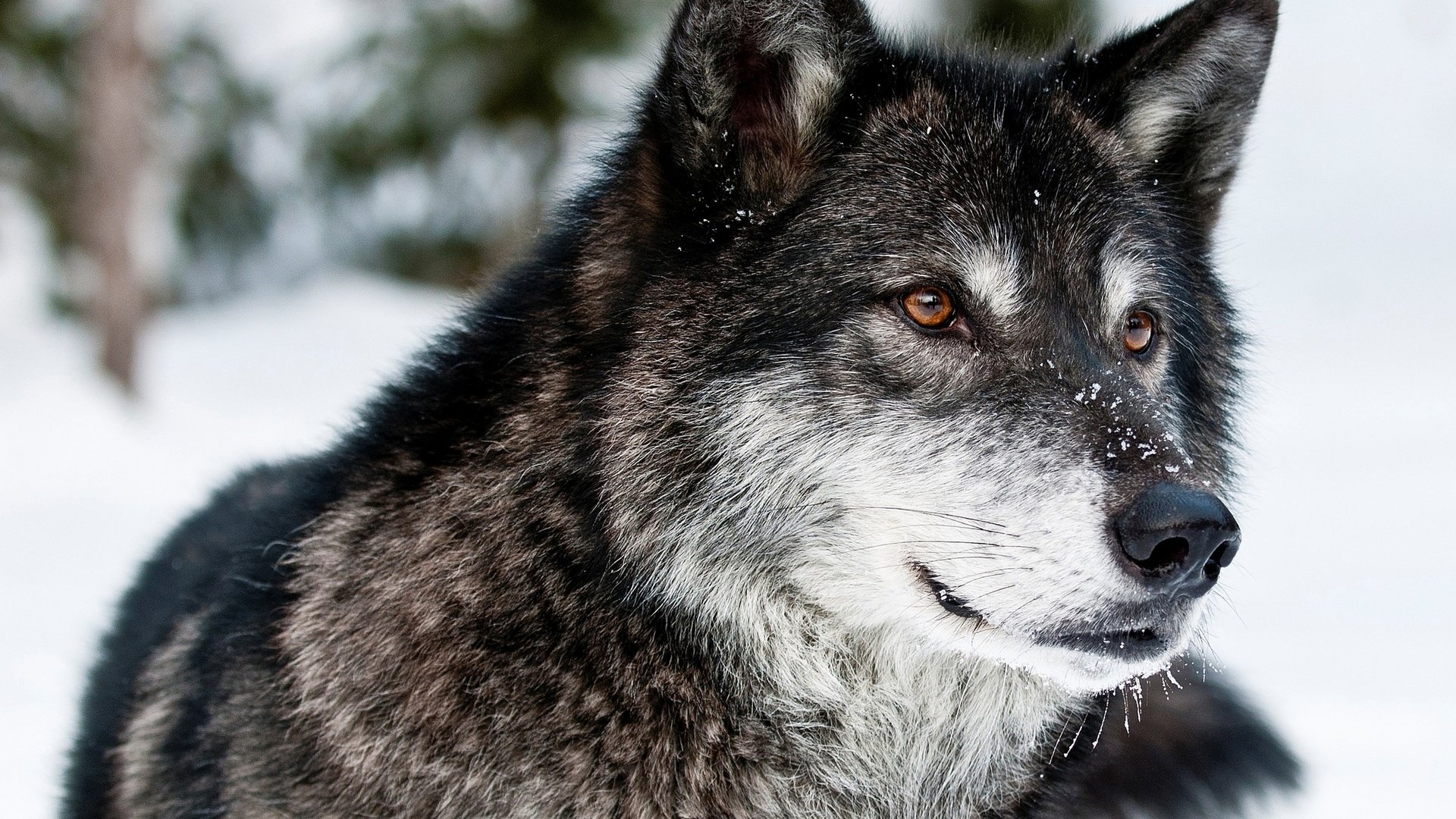 Обои глаза, морда, снег, зима, взгляд, хищник, волк, eyes, face, snow, winter, look, predator, wolf разрешение 2560x1600 Загрузить