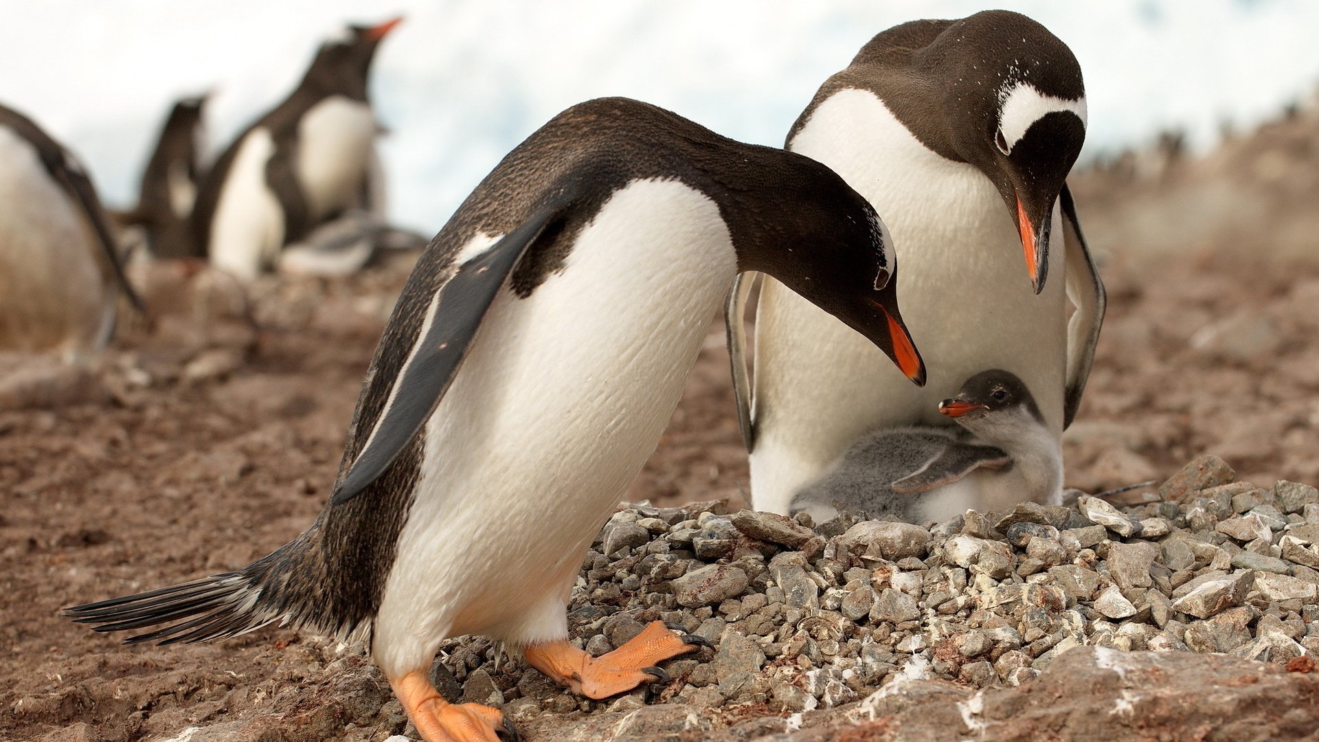 Обои камни, животные, птицы, пингвины, антарктика, пингвинята, stones, animals, birds, penguins, antarctica, babies разрешение 2560x1600 Загрузить