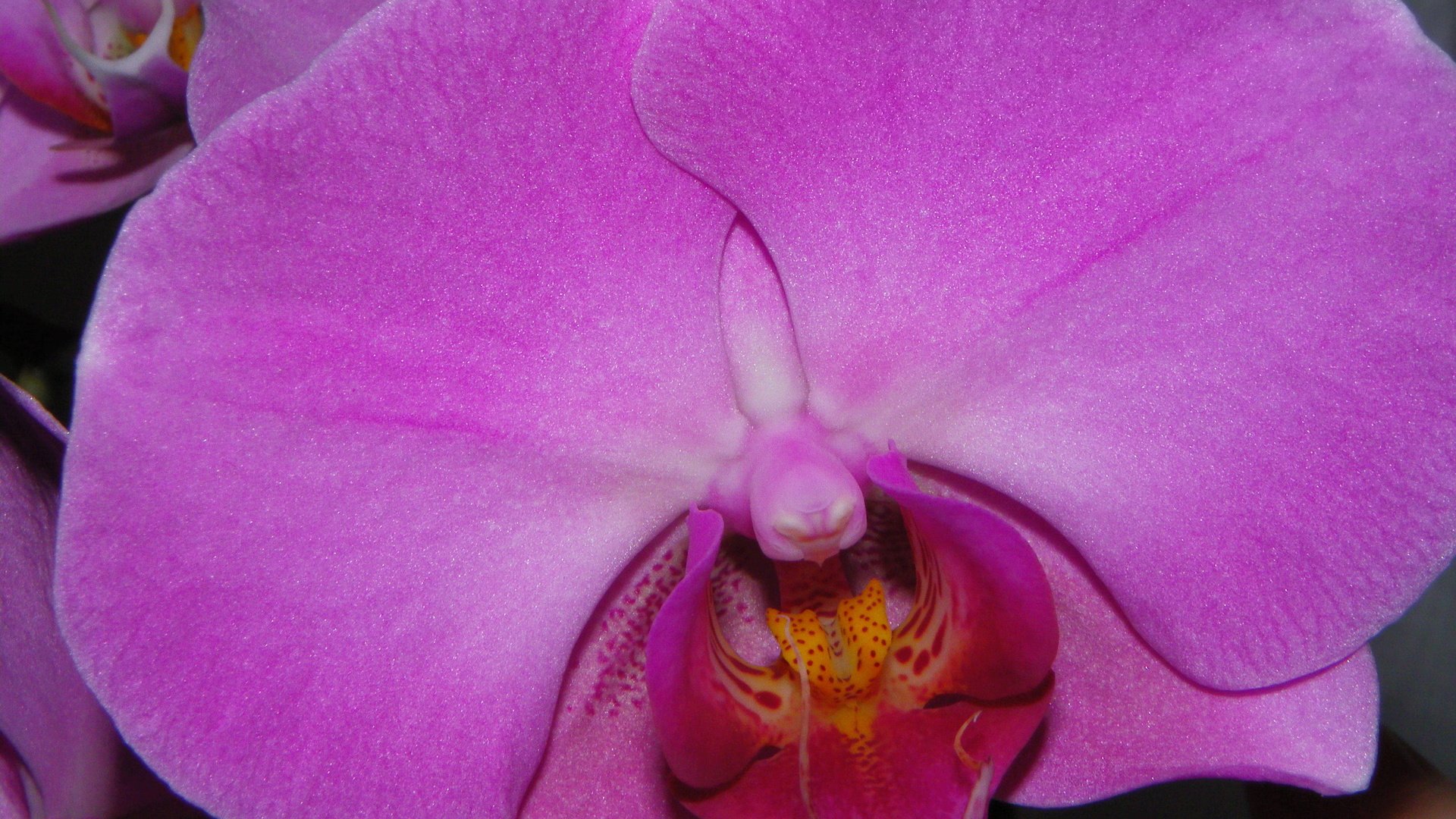 Обои макро, сиреневый, орхидея, macro, lilac, orchid разрешение 4000x3000 Загрузить