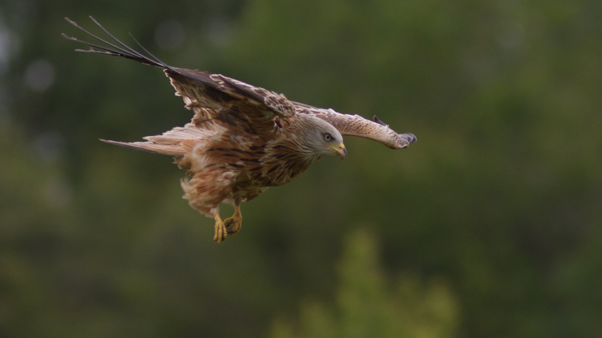 Обои природа, полет, крылья, птица, хищная, nature, flight, wings, bird, predatory разрешение 2048x1366 Загрузить