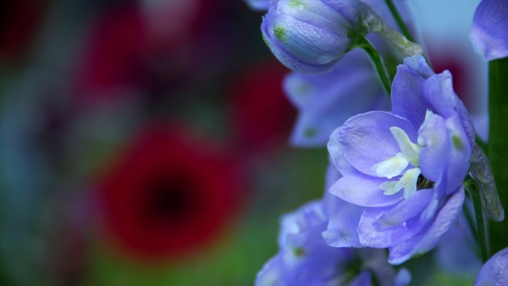 Обои цветы, макро, лепестки, синие, дельфиниум, бутончик, flowers, macro, petals, blue, delphinium, rosebud разрешение 1920x1285 Загрузить