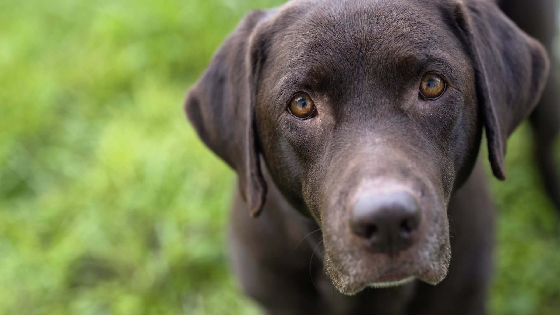 Обои взгляд, черный, собака, лабрадор-ретривер, look, black, dog, labrador retriever разрешение 2560x1707 Загрузить