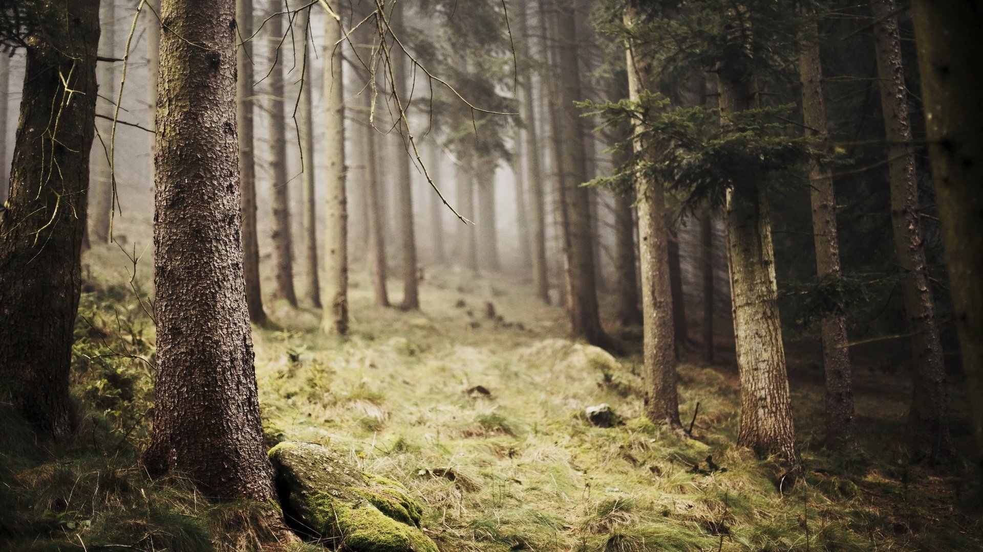 Обои деревья, природа, лес, туман, trees, nature, forest, fog разрешение 2047x1236 Загрузить