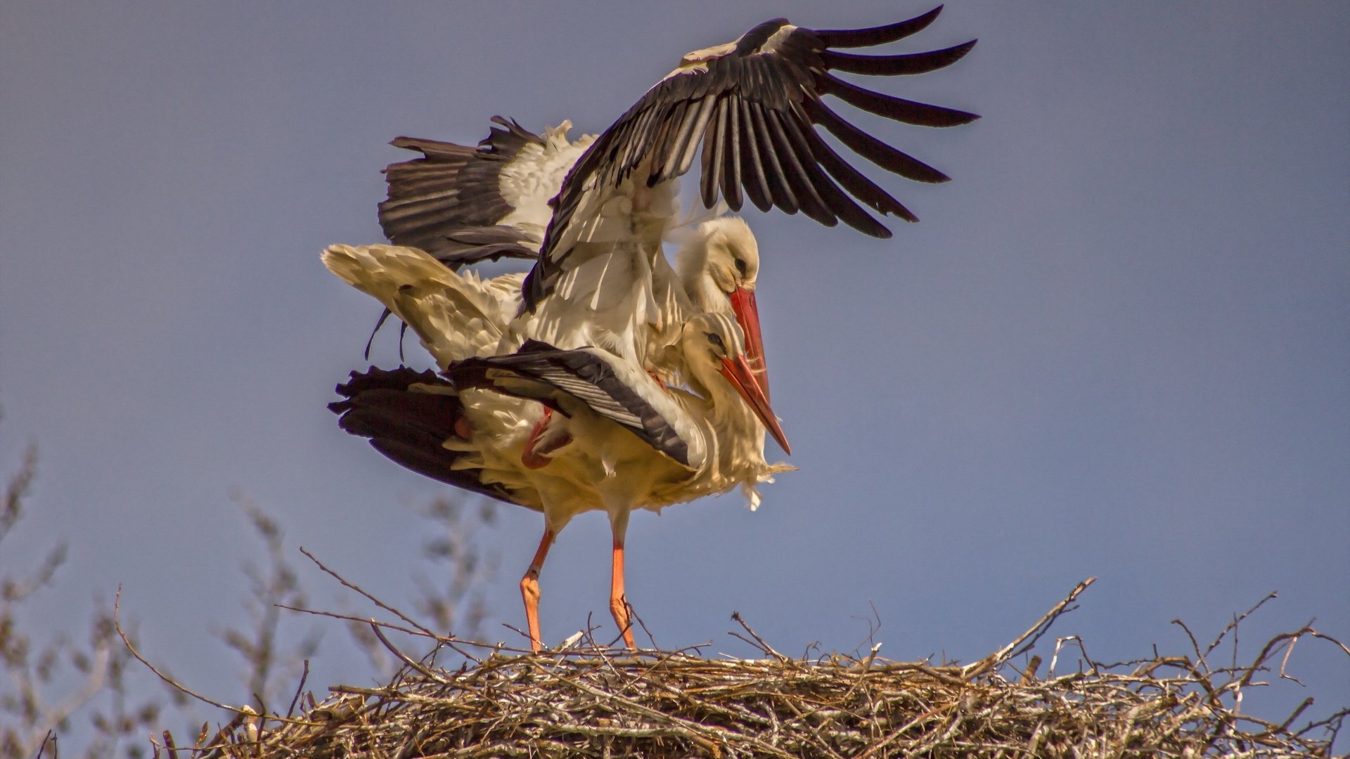 Обои природа, крылья, птица, аист, гнездо, птаха, nature, wings, bird, stork, socket разрешение 2560x1600 Загрузить