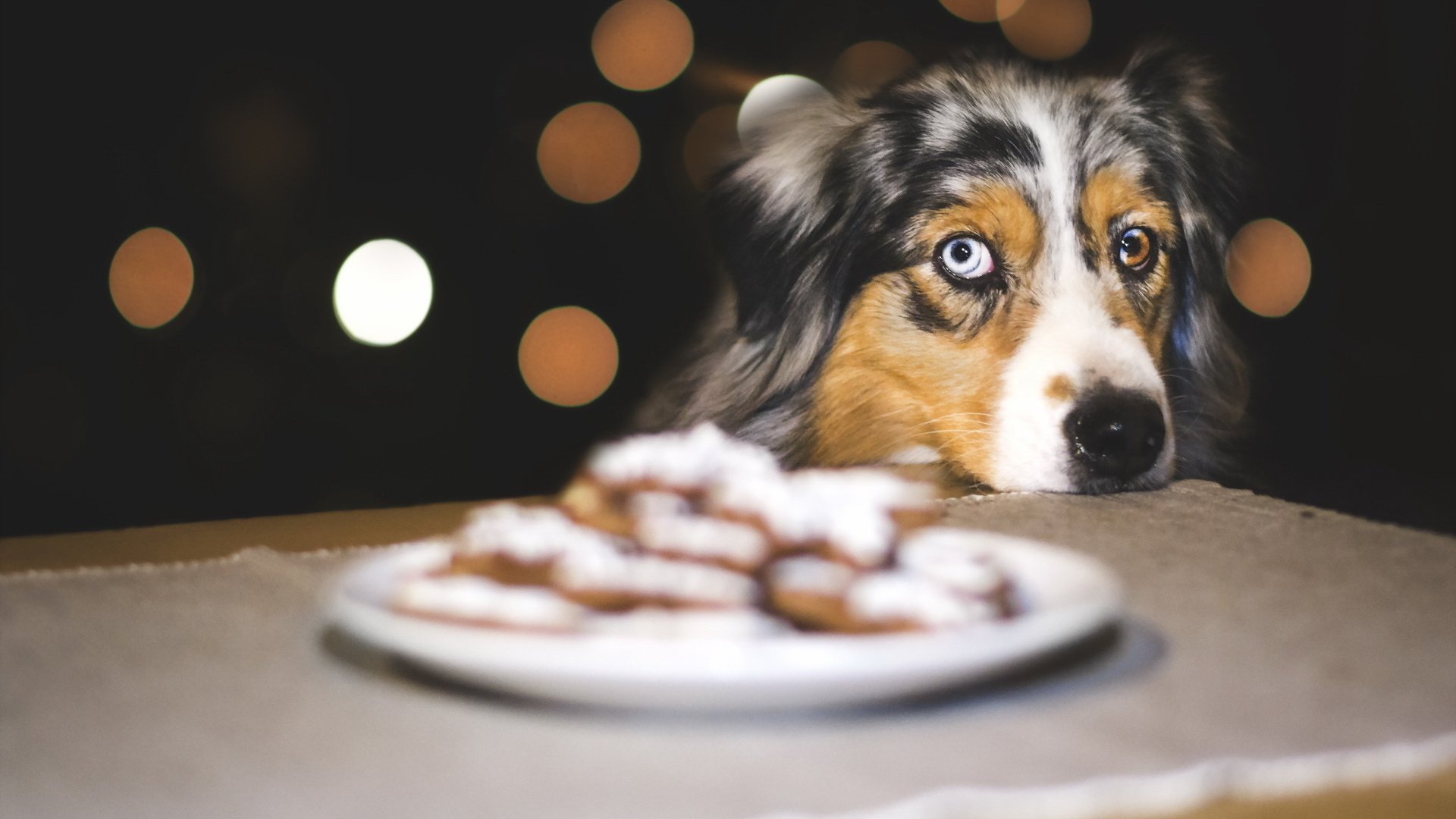 Обои взгляд, собака, печенье, австралийская овчарка, look, dog, cookies, australian shepherd разрешение 2047x1266 Загрузить