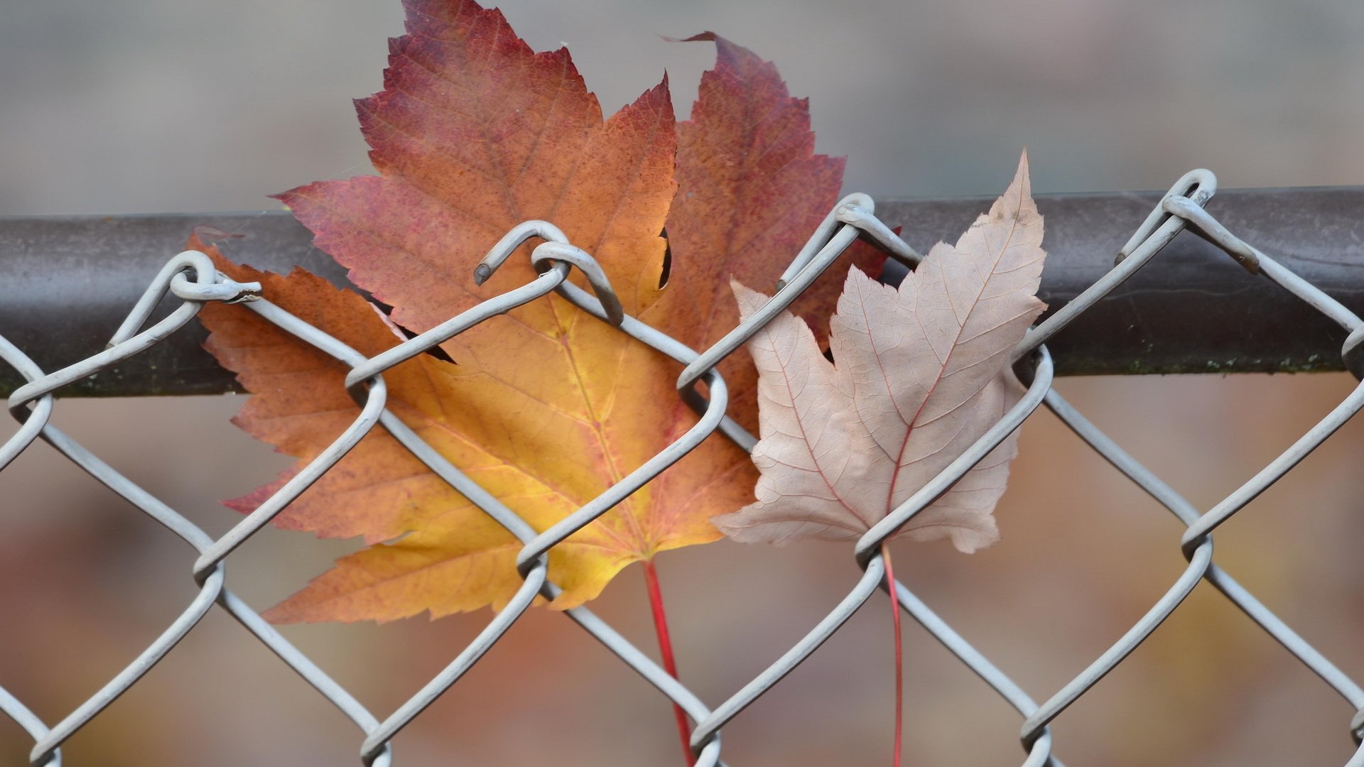 Обои природа, листья, осень, забор, сетка, кленовый лист, nature, leaves, autumn, the fence, mesh, maple leaf разрешение 2048x1365 Загрузить