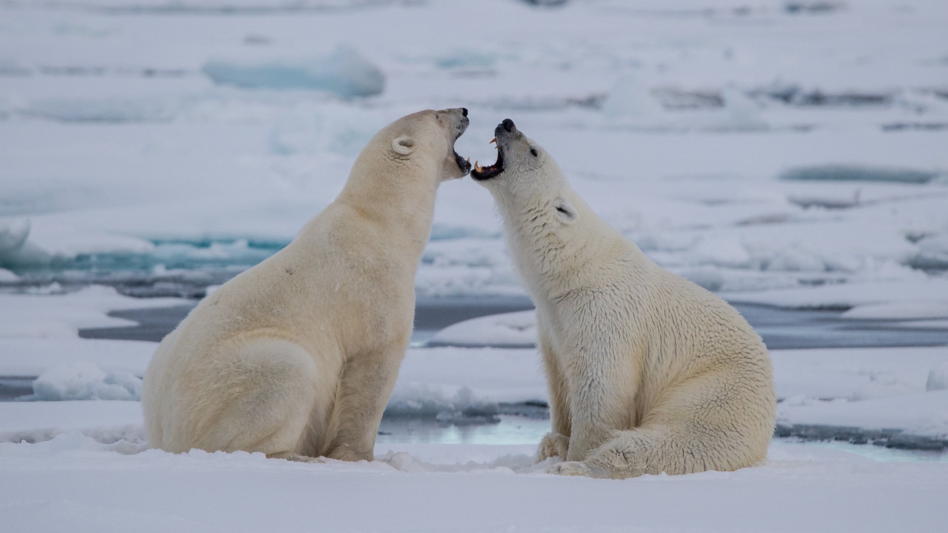 Обои природа, полярный медведь, лёд, медведи, белый медведь, полярные медведи, nature, polar bear, ice, bears, polar bears разрешение 2671x1778 Загрузить
