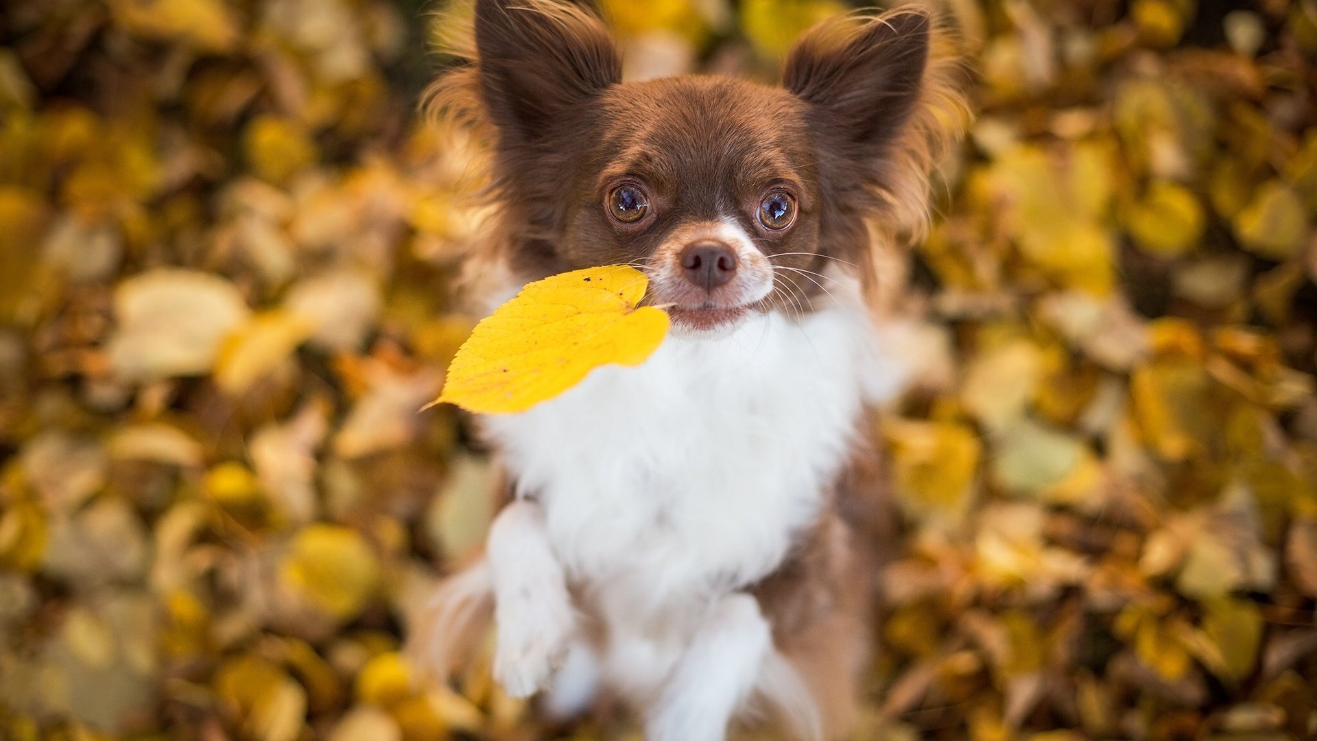 Обои листья, настроение, собака, песик, листик, боке, чихуахуа, leaves, mood, dog, doggie, leaf, bokeh, chihuahua разрешение 2048x1310 Загрузить