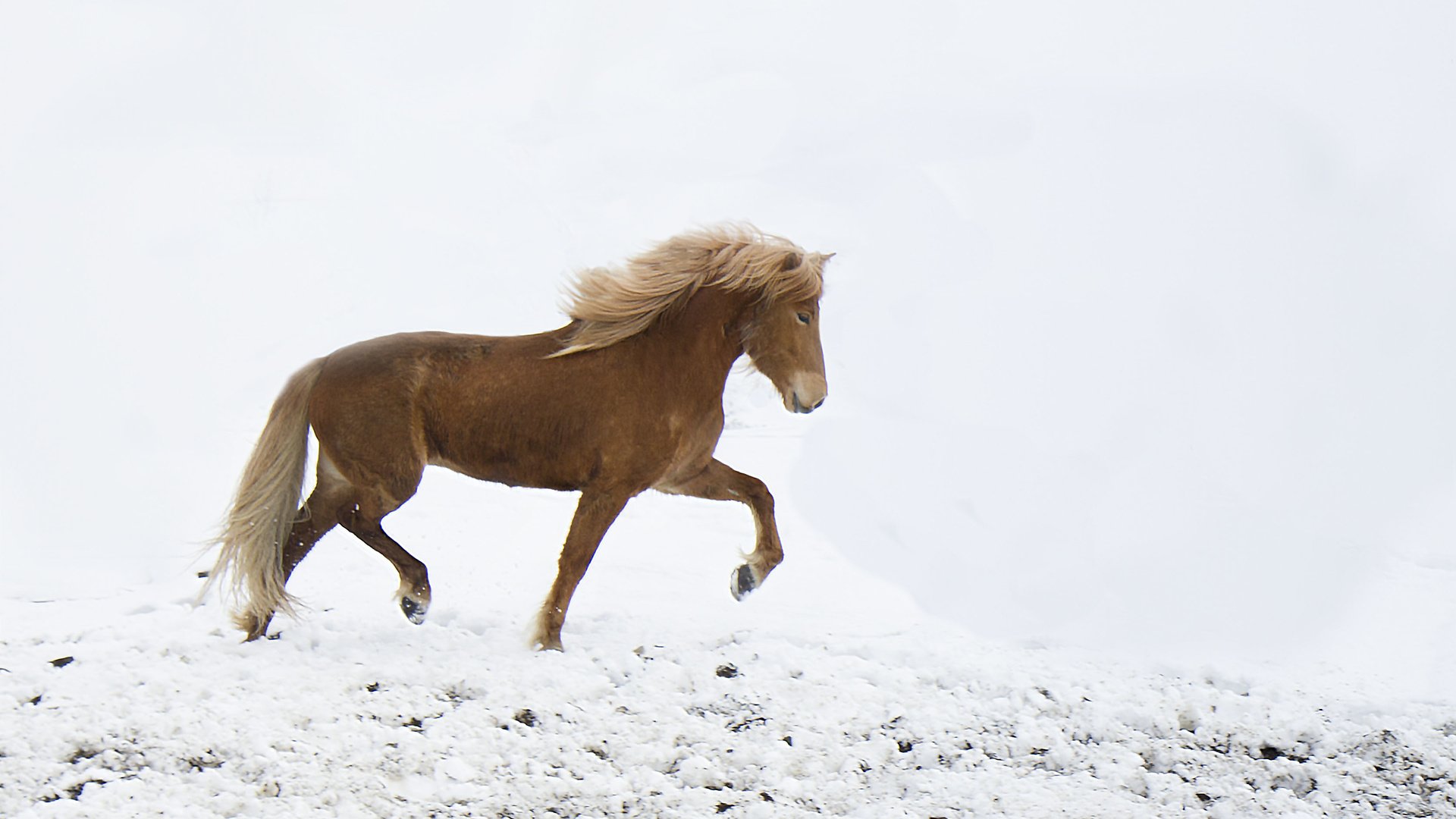 Обои лошадь, снег, зима, ветер, ходьба, horse, snow, winter, the wind, walking разрешение 3348x2376 Загрузить