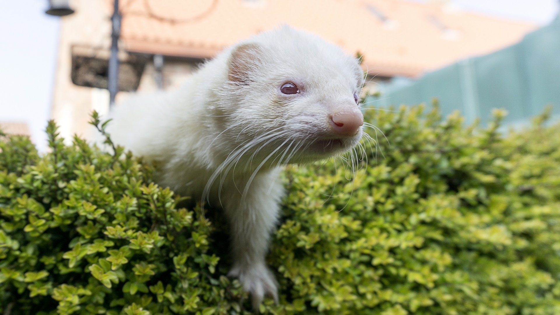 Обои фон, мордочка, белый, хорек, background, muzzle, white, ferret разрешение 2880x1976 Загрузить