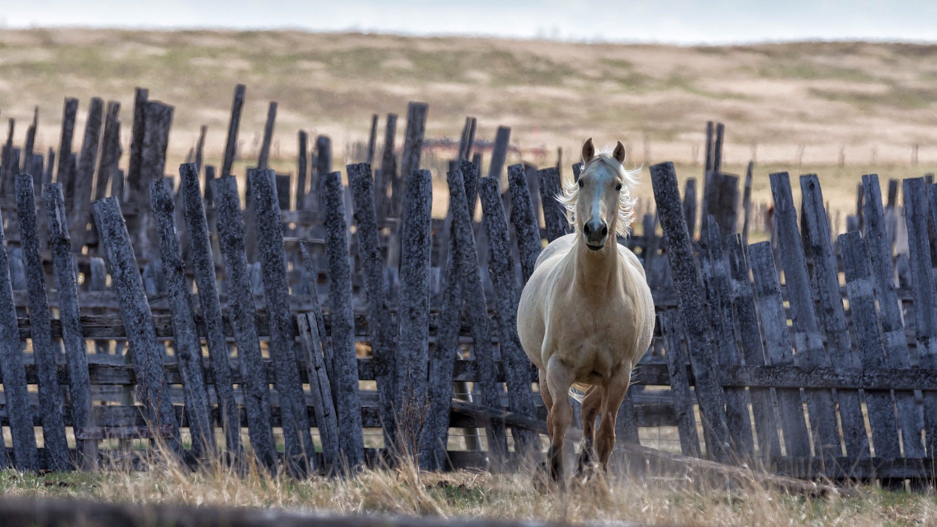 Обои лошадь, фон, забор, конь, грива, horse, background, the fence, mane разрешение 2048x1366 Загрузить