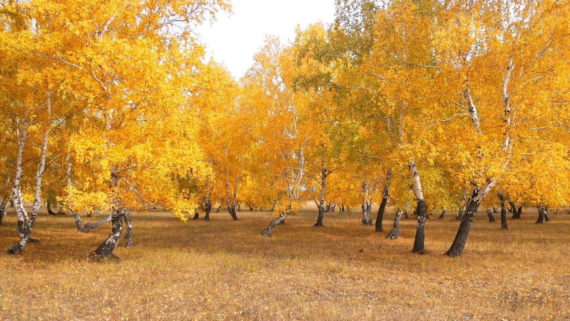 Обои деревья, природа, лес, листья, пейзаж, березы, осень, казахстан, trees, nature, forest, leaves, landscape, birch, autumn, kazakhstan разрешение 3264x2294 Загрузить