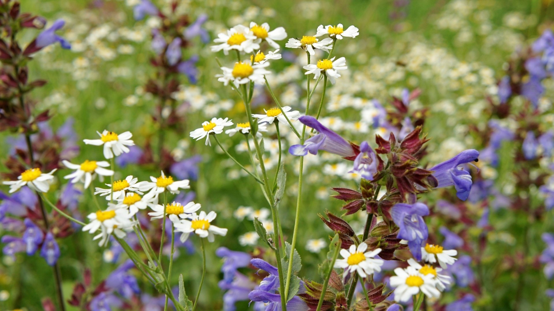 Обои лето, луг, ромашки, полевые цветы, summer, meadow, chamomile, wildflowers разрешение 2400x1597 Загрузить