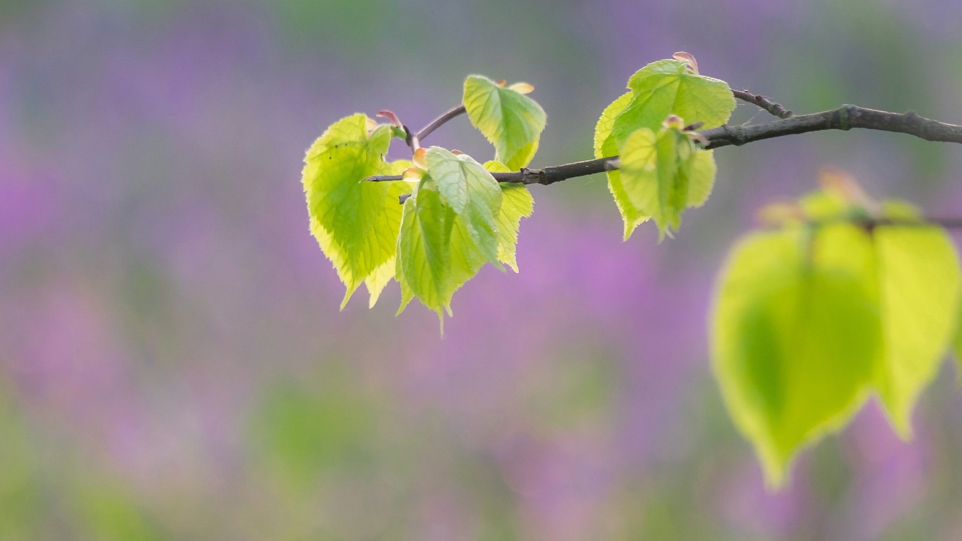 Обои ветка, дерево, листья, макро, branch, tree, leaves, macro разрешение 3474x2272 Загрузить