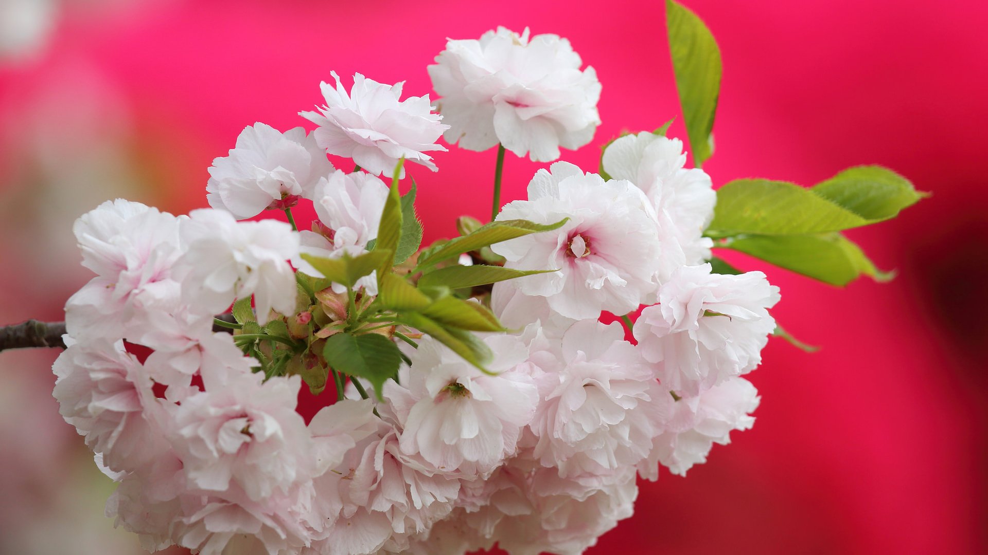 Обои ветка, цветение, макро, фон, вишня, сакура, цветки, branch, flowering, macro, background, cherry, sakura, flowers разрешение 2048x1389 Загрузить