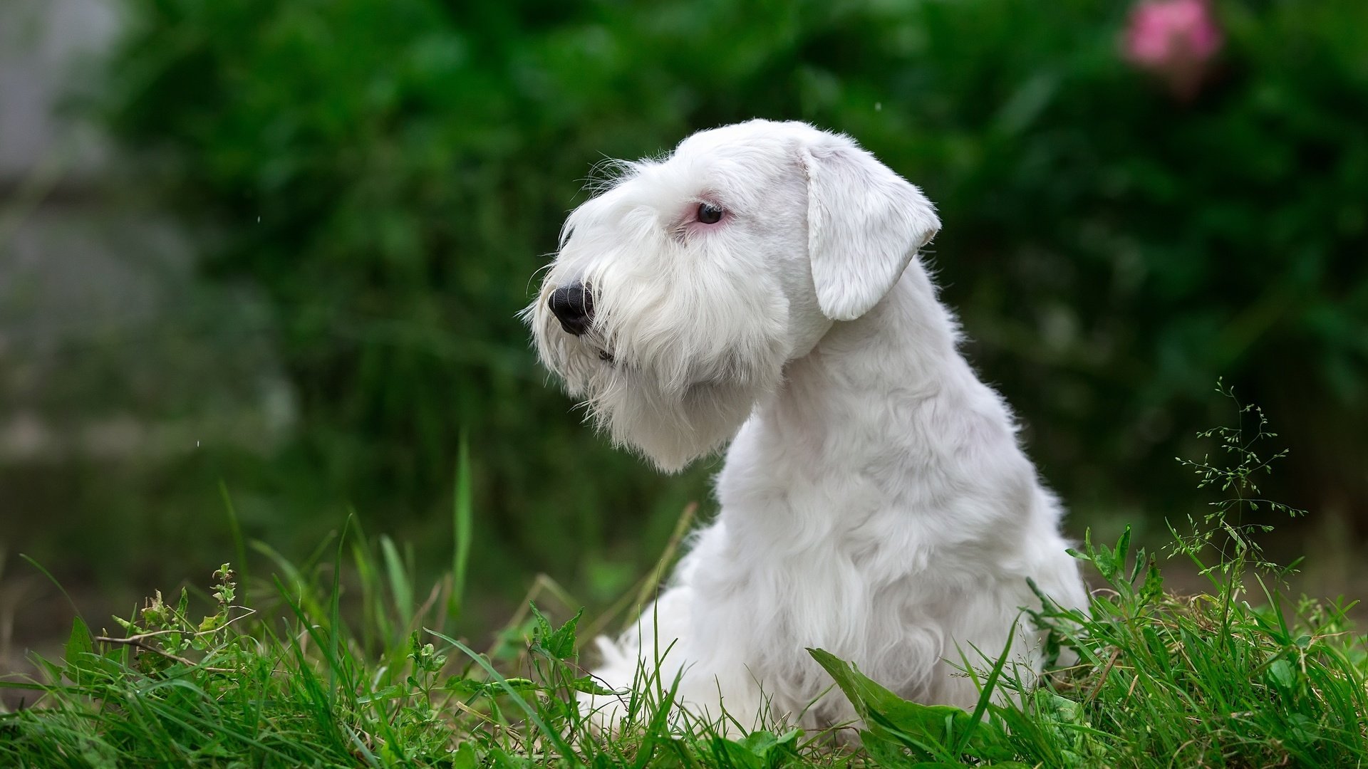 Обои трава, белый, щенок, порода, силихем-терьер, grass, white, puppy, breed, the sealyham terrier разрешение 3000x1930 Загрузить