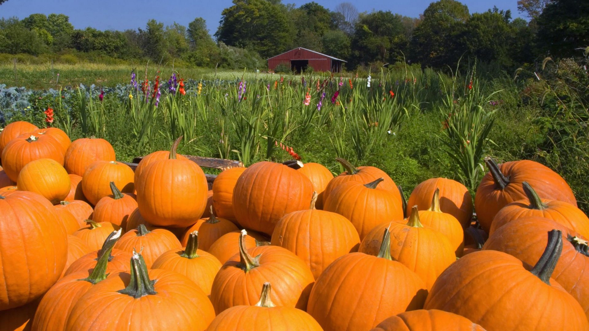 Обои осень, тыква, autumn, pumpkin разрешение 1920x1200 Загрузить