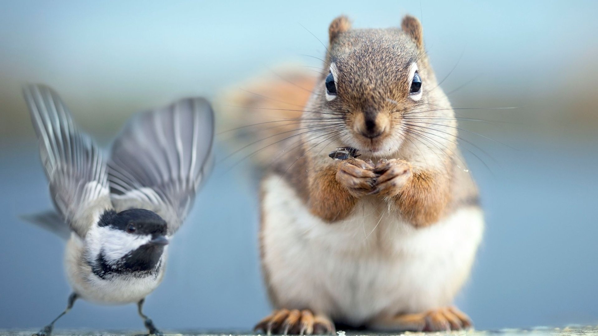 Обои фото, птичка, белочка, photo, bird, squirrel разрешение 1920x1200 Загрузить