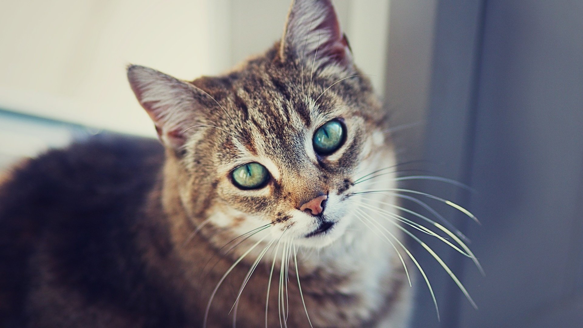 Обои глаза, фон, портрет, кот, усы, шерсть, кошка, смотрит, eyes, background, portrait, cat, mustache, wool, looks разрешение 2000x1333 Загрузить