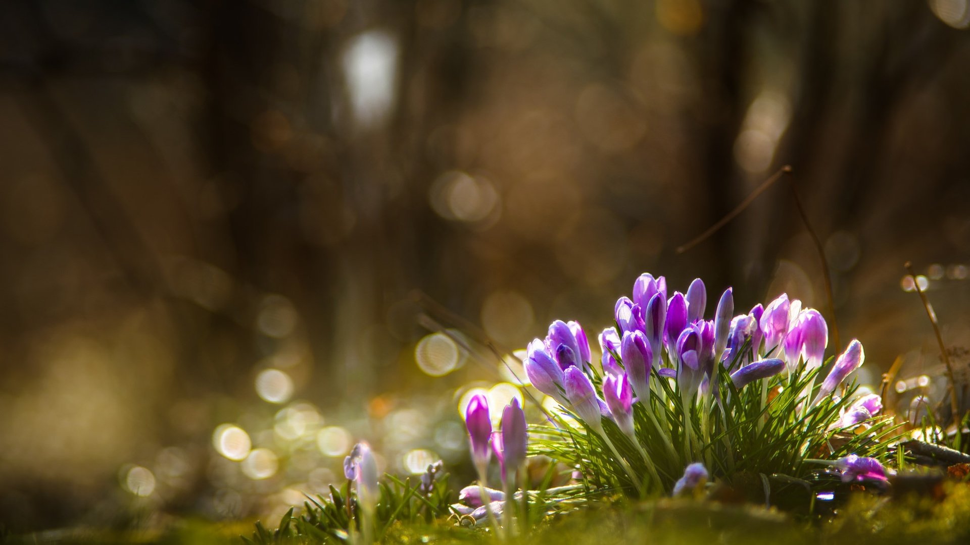 Обои цветы, природа, лес, весна, крокусы, flowers, nature, forest, spring, crocuses разрешение 2048x1317 Загрузить